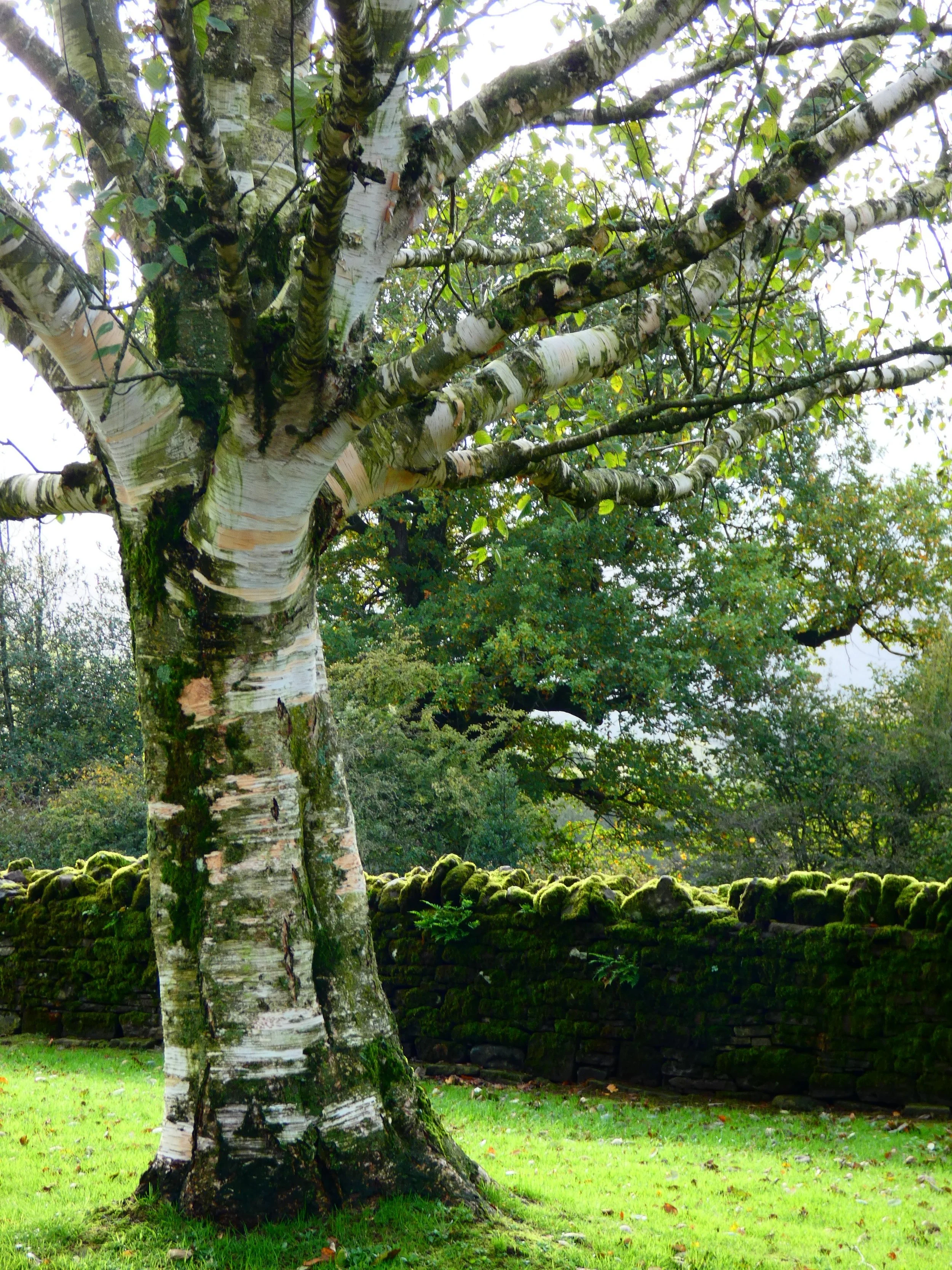 Tree.jpg