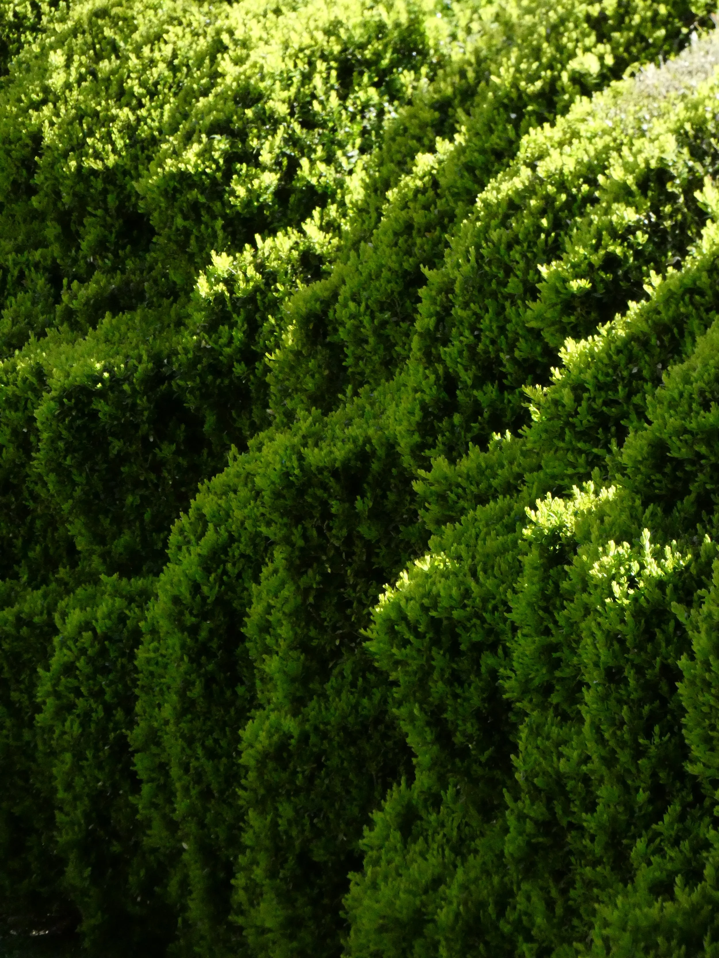 Bushes.jpg