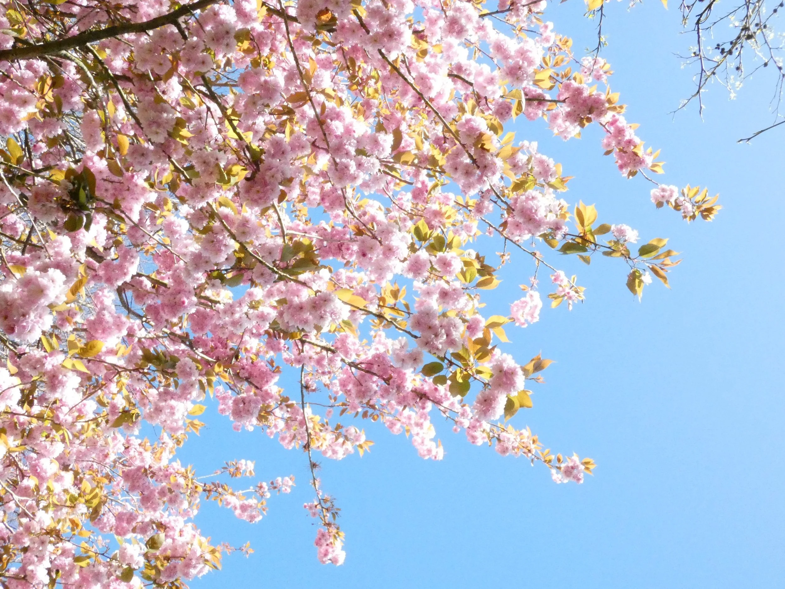 - A Spring Day in Arundel: Tulips, Waterbirds &amp; Wandering Through a Historic Sussex Town - 
