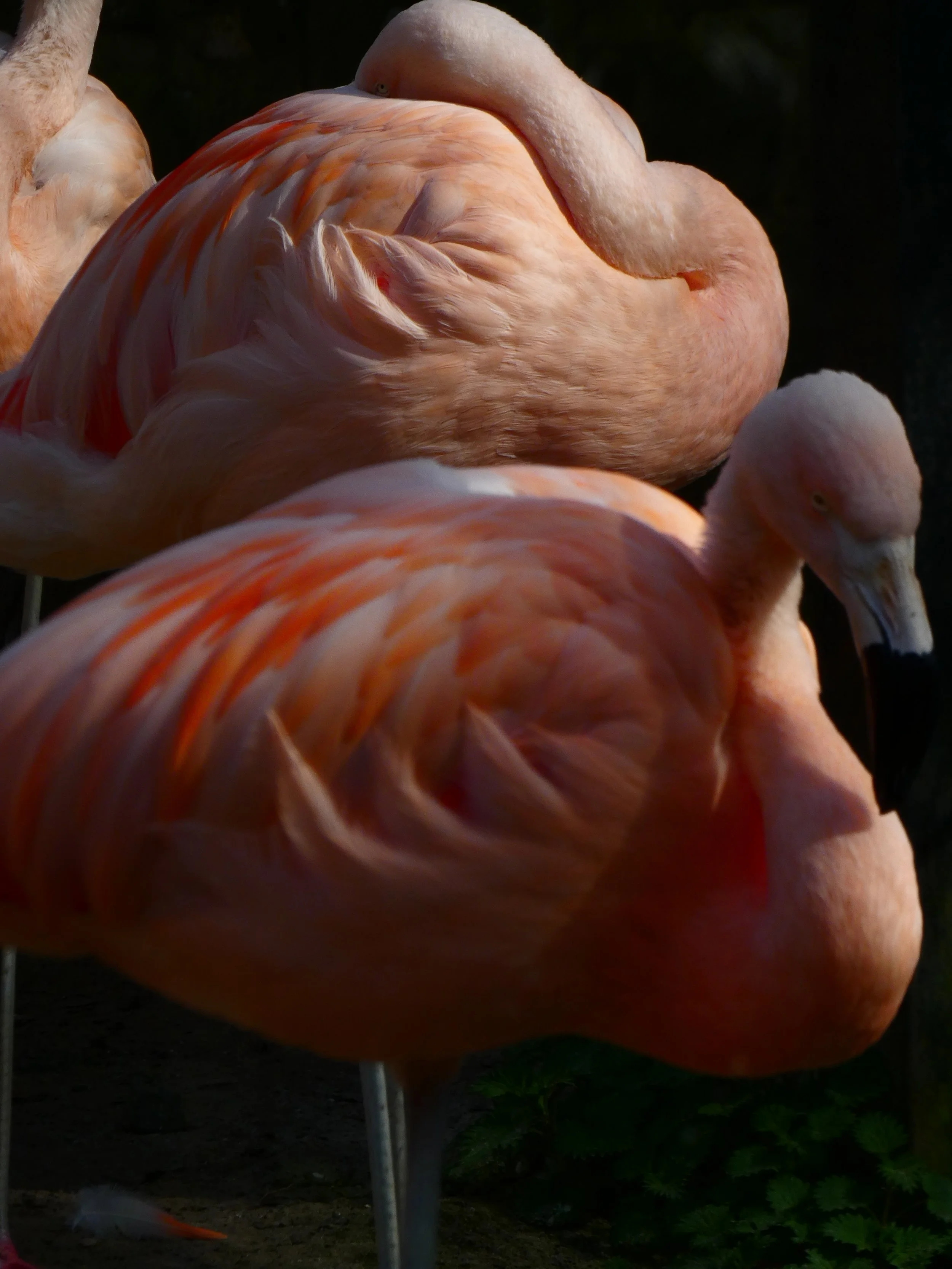 Flamingo.jpg
