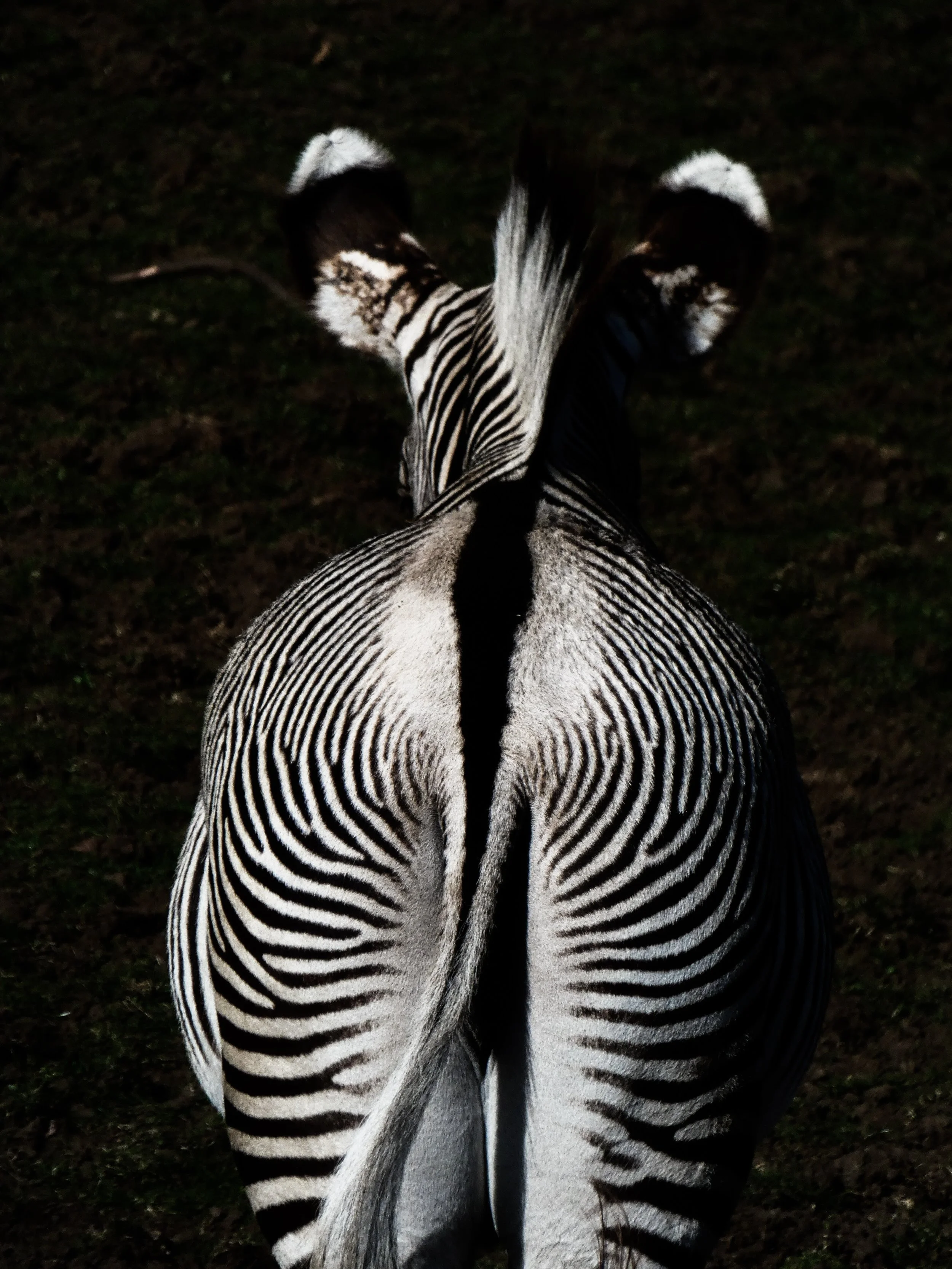 zebra.jpg