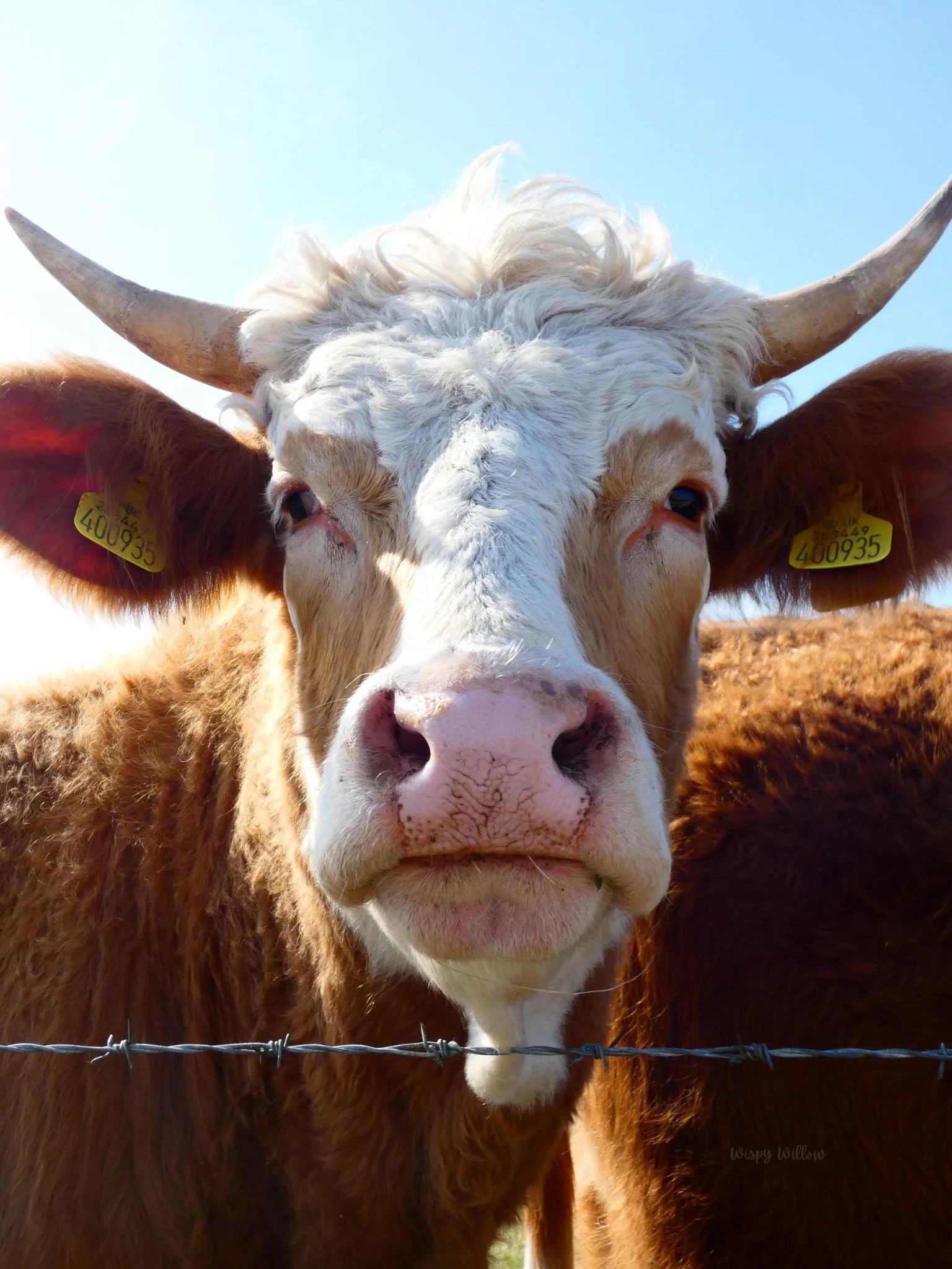 Cow .jpg