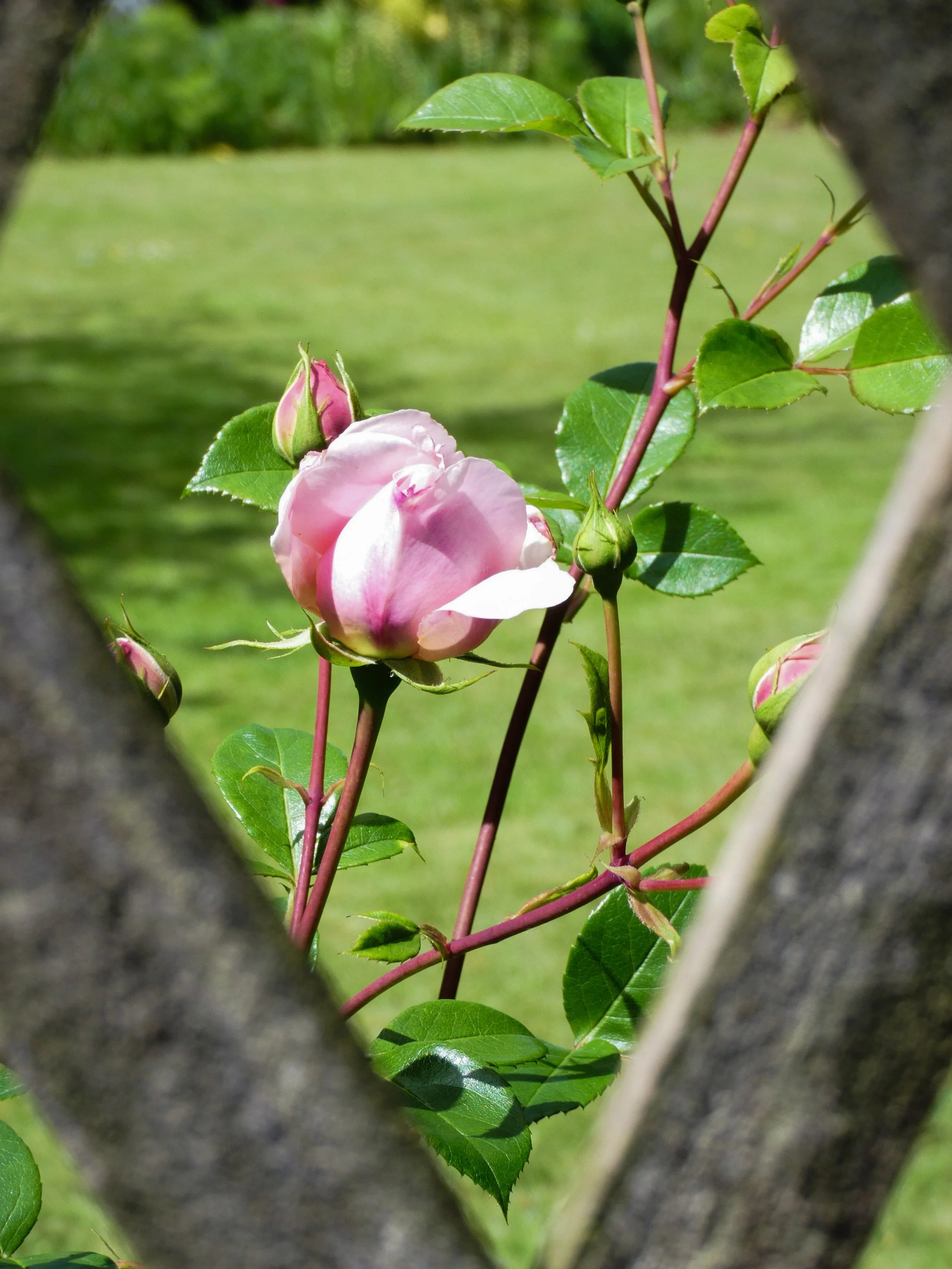 Pink rosebuds and a partially opened pink rose flower growing between the branches and leaves of a tree.