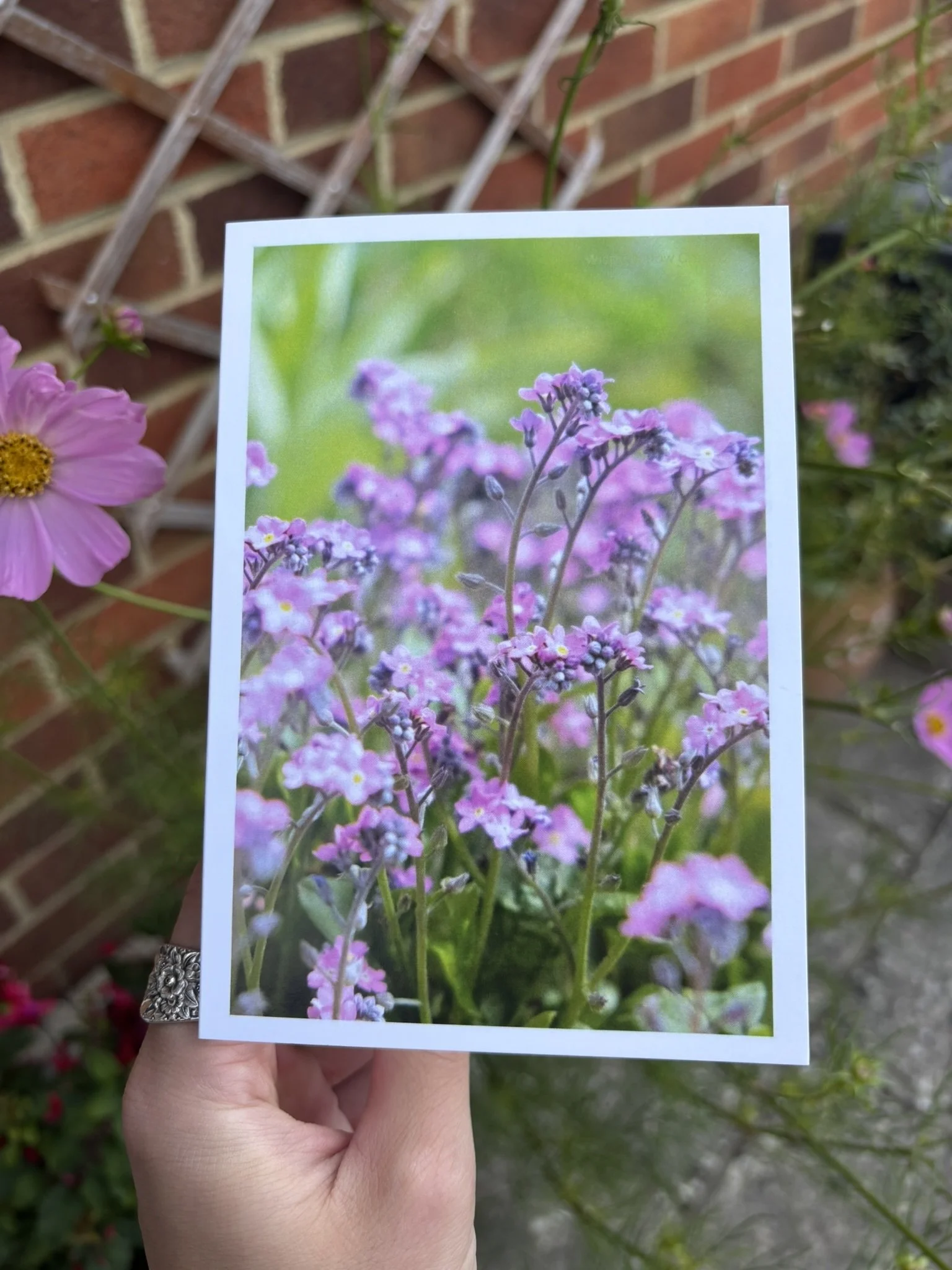 'PINK WHISPERS' Greetings Card