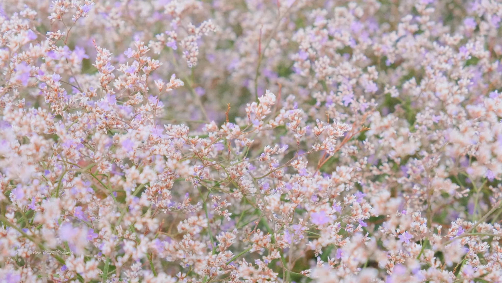 'MAUVE HAZE' Fine Art Print