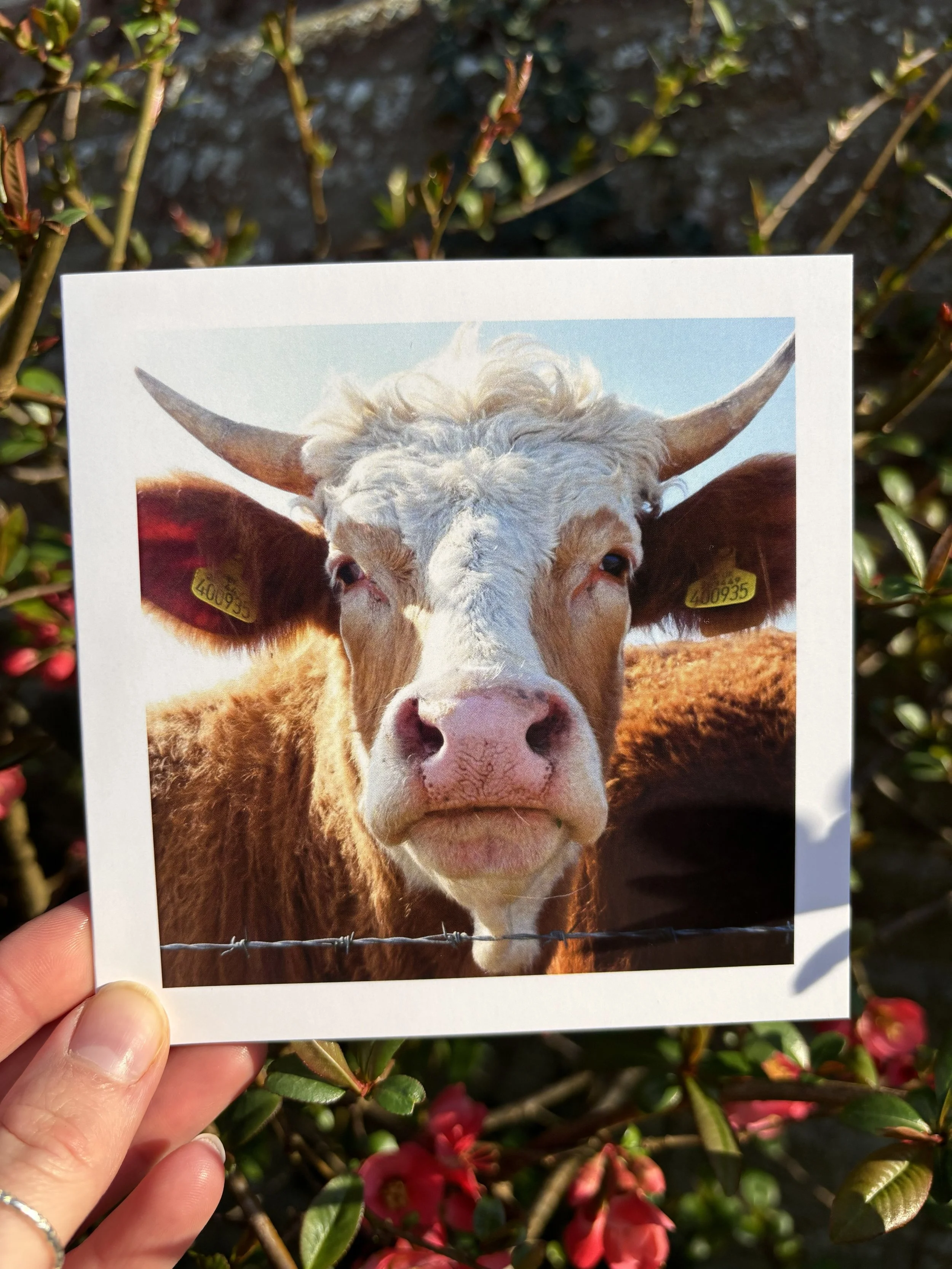 'COW' Greetings Card