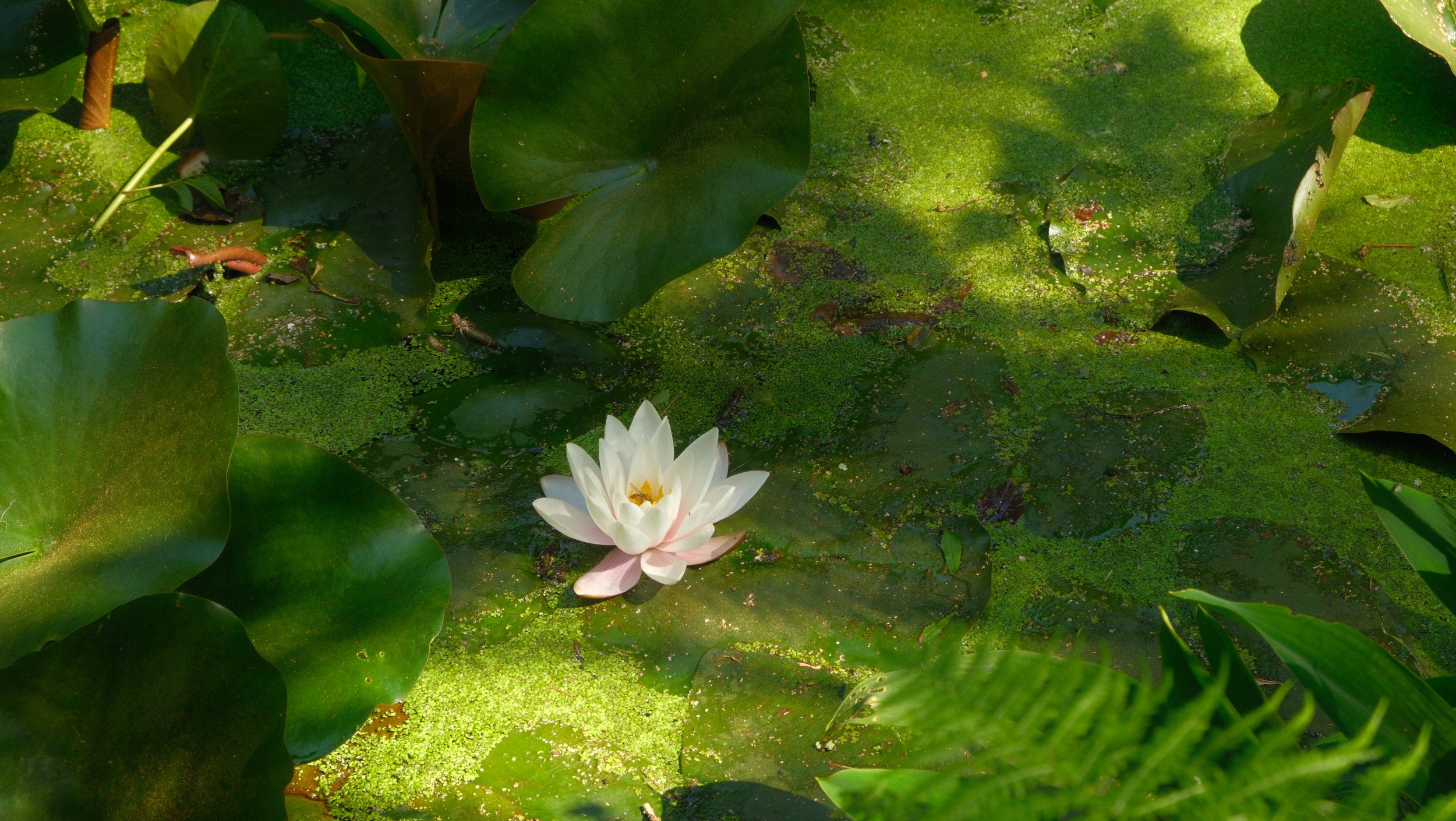 A pond with green lily pads and a single white water lily flower in bloom.