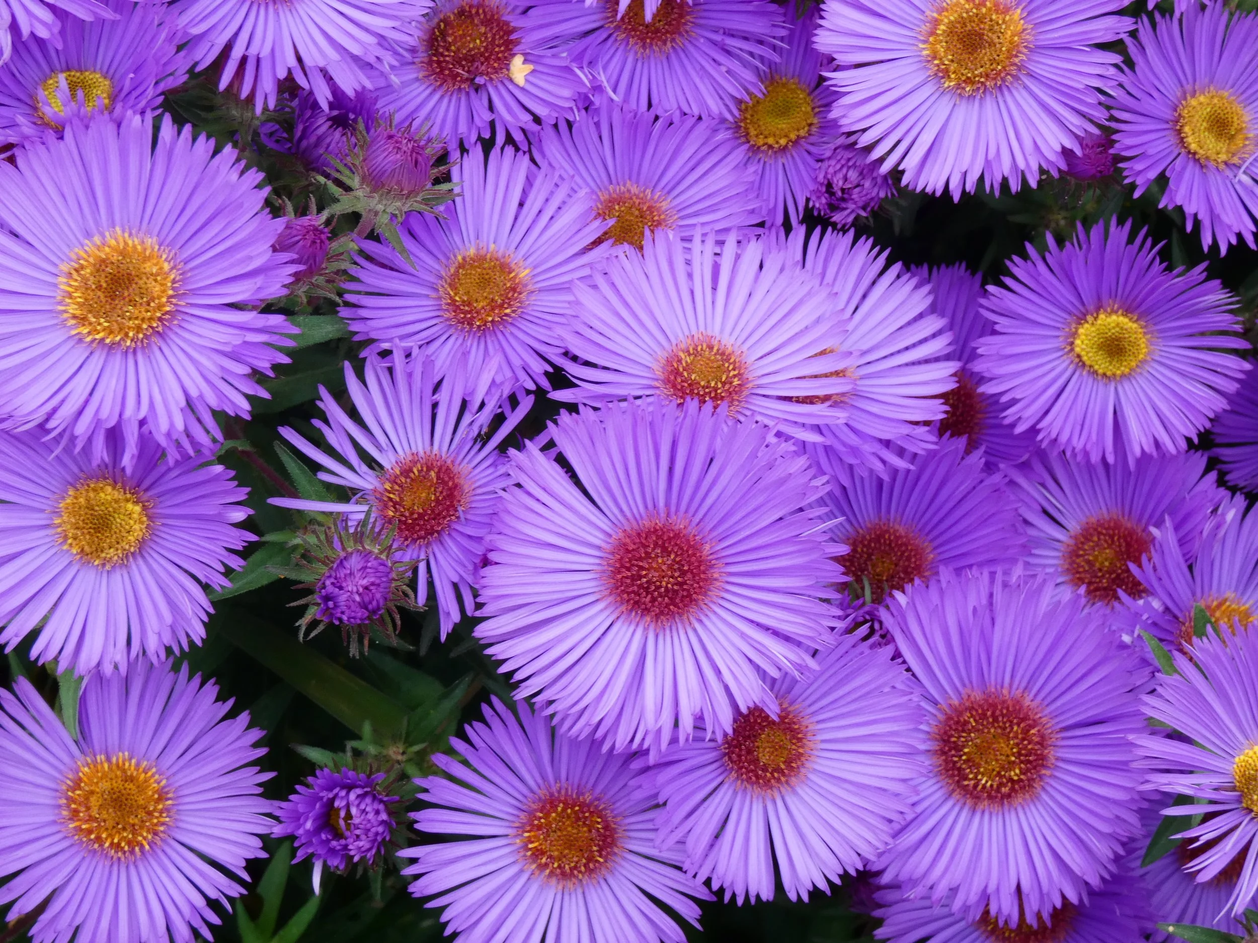 Close-up of purple flowers with yellow centers.