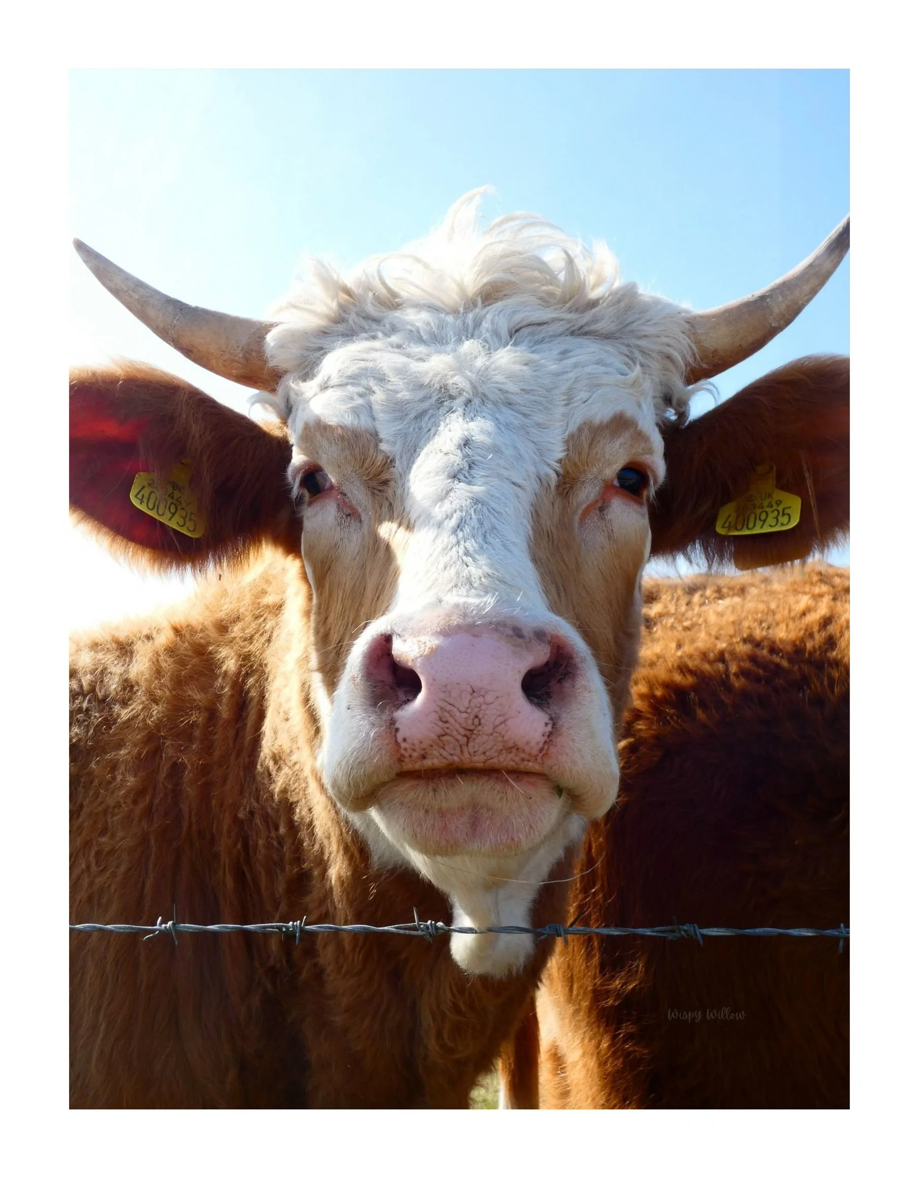 'COW' Fine Art Print