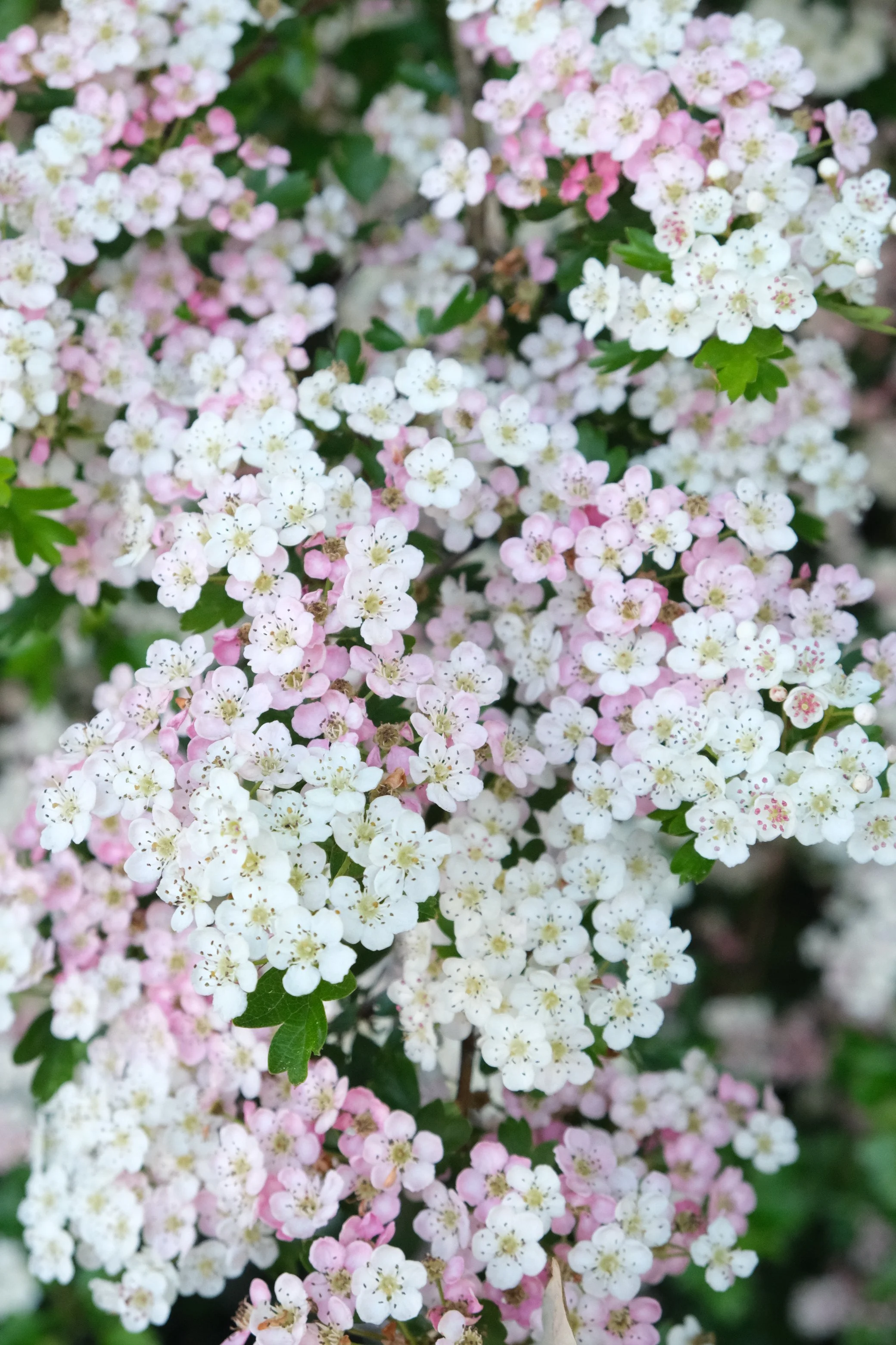 Close-up of a flowering plant with small, white and light pink clusters of blooms and green leaves.