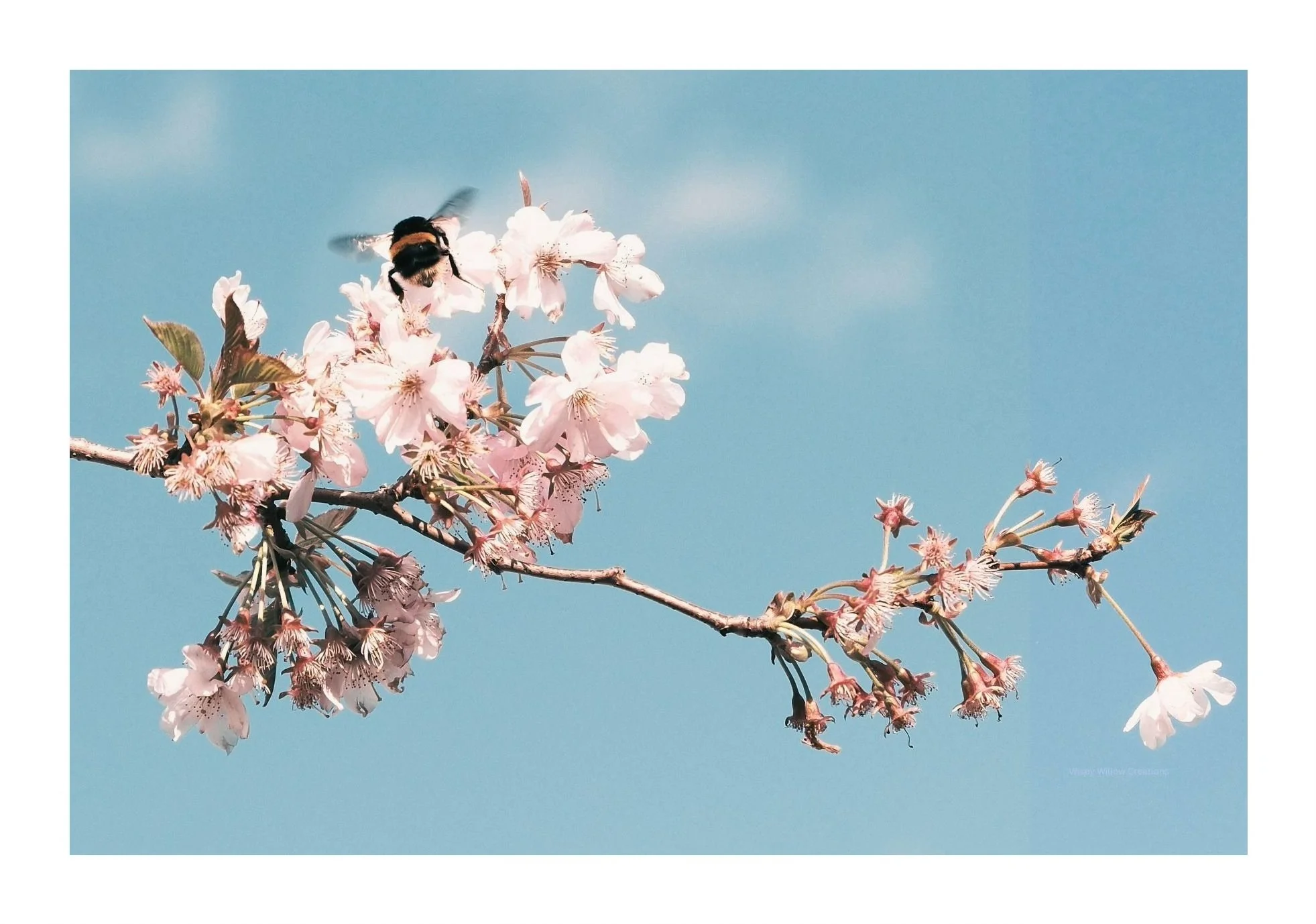 Pink cherry blossoms on a branch with a bee collecting nectar against a clear blue sky.