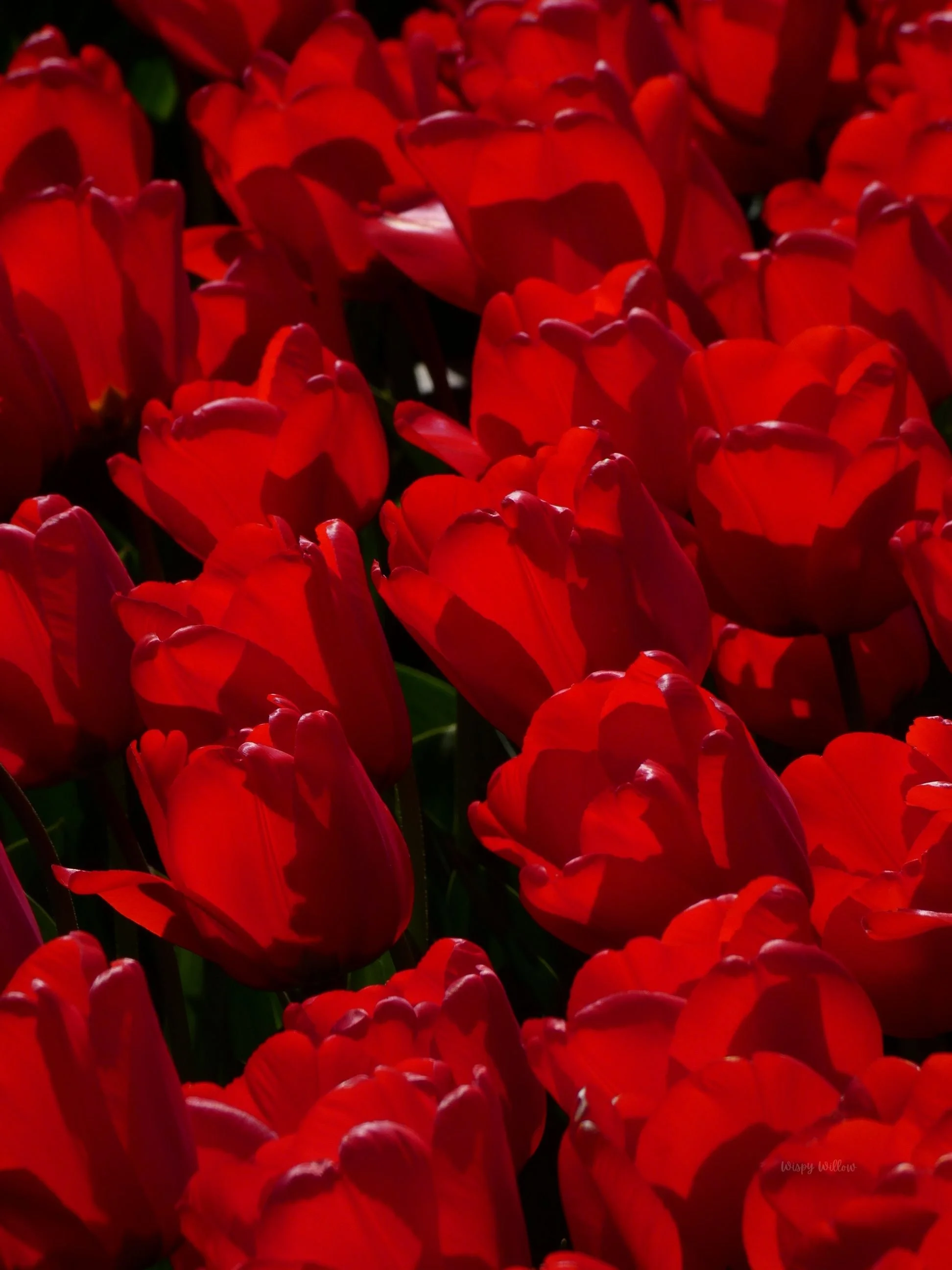 Close-up of vibrant red tulip flowers grouped together with some green leaves visible in the background.