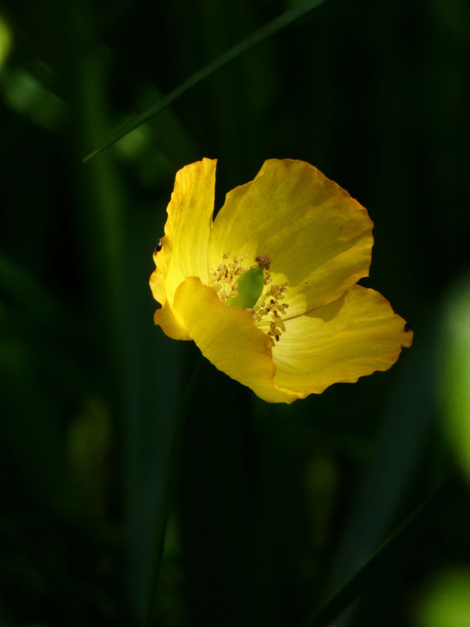 'GLOW'