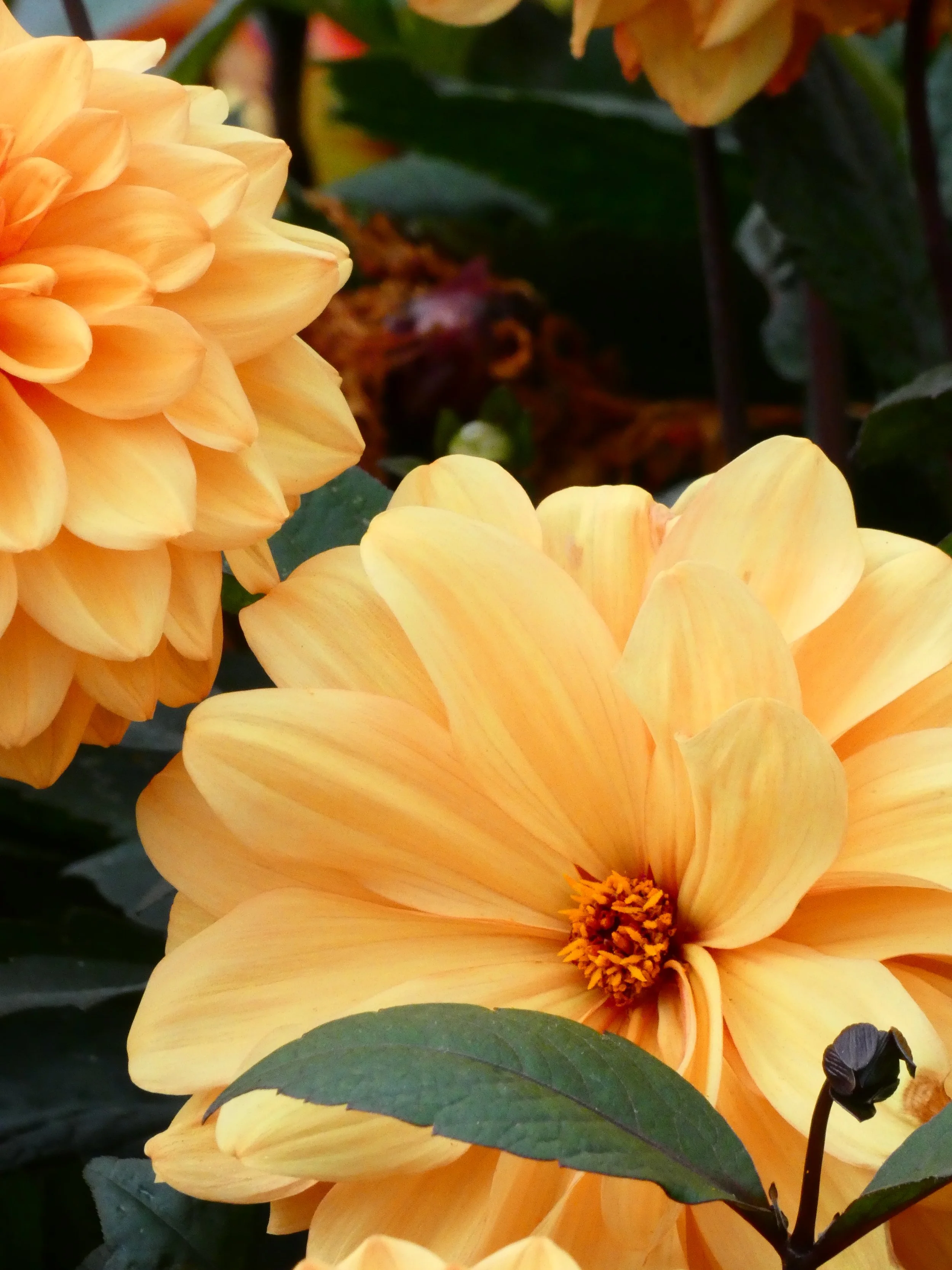 Close-up of yellow-orange dahlia flowers with green leaves in background.