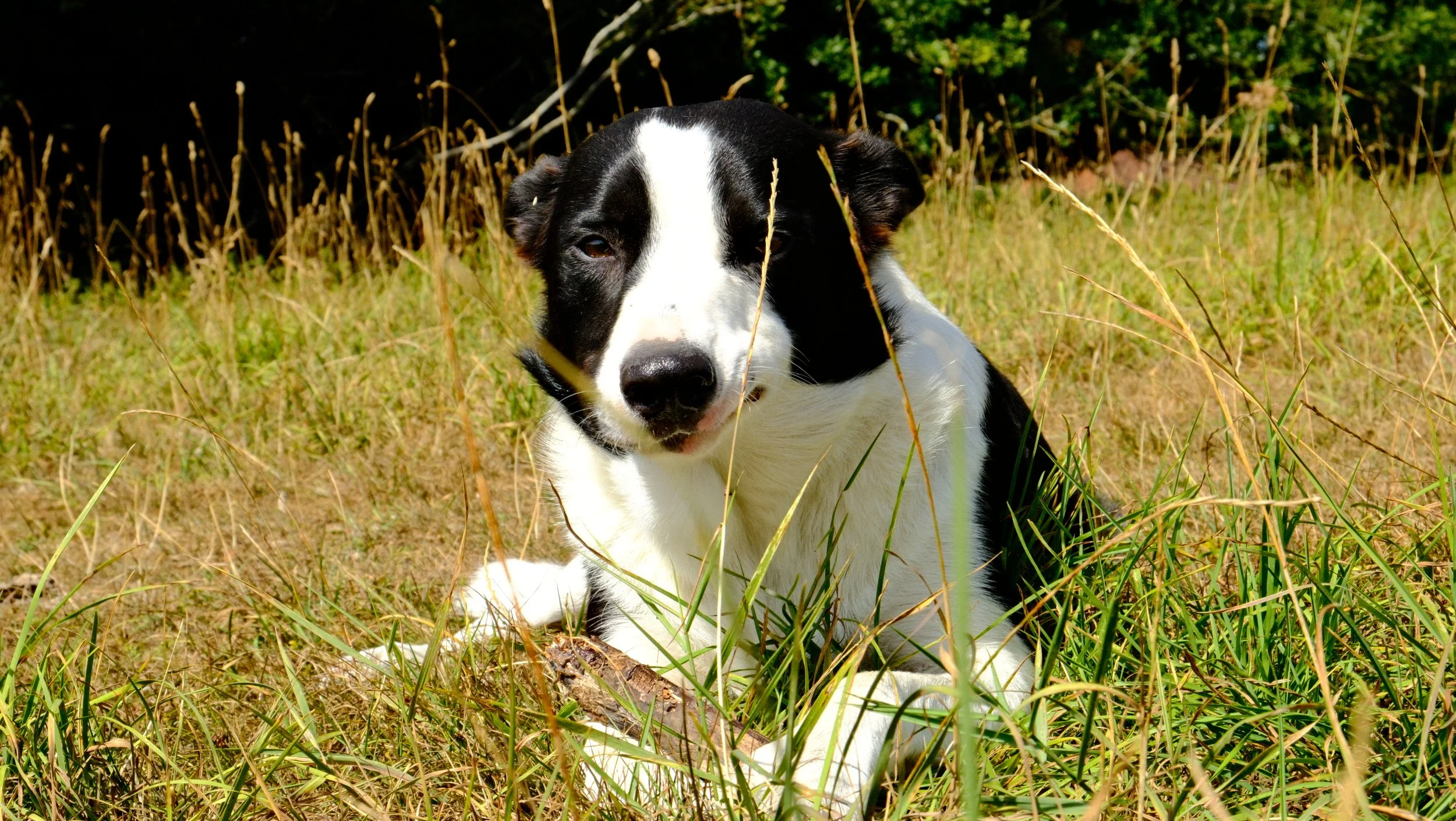 A black and white puppy sitting in a grassy field with green foliage in the background.