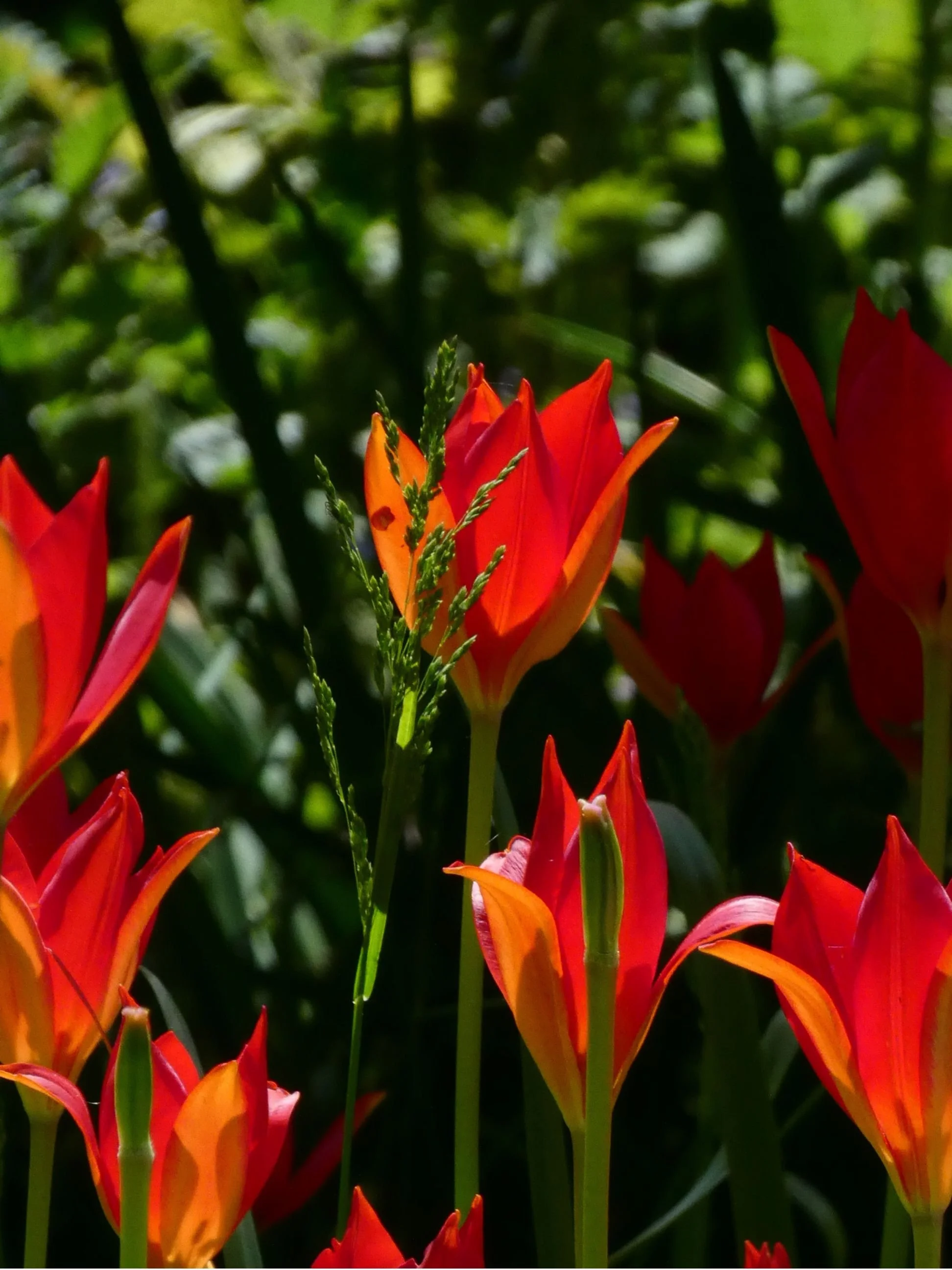 Close-up of vibrant orange and red flowers with green foliage in the background.
