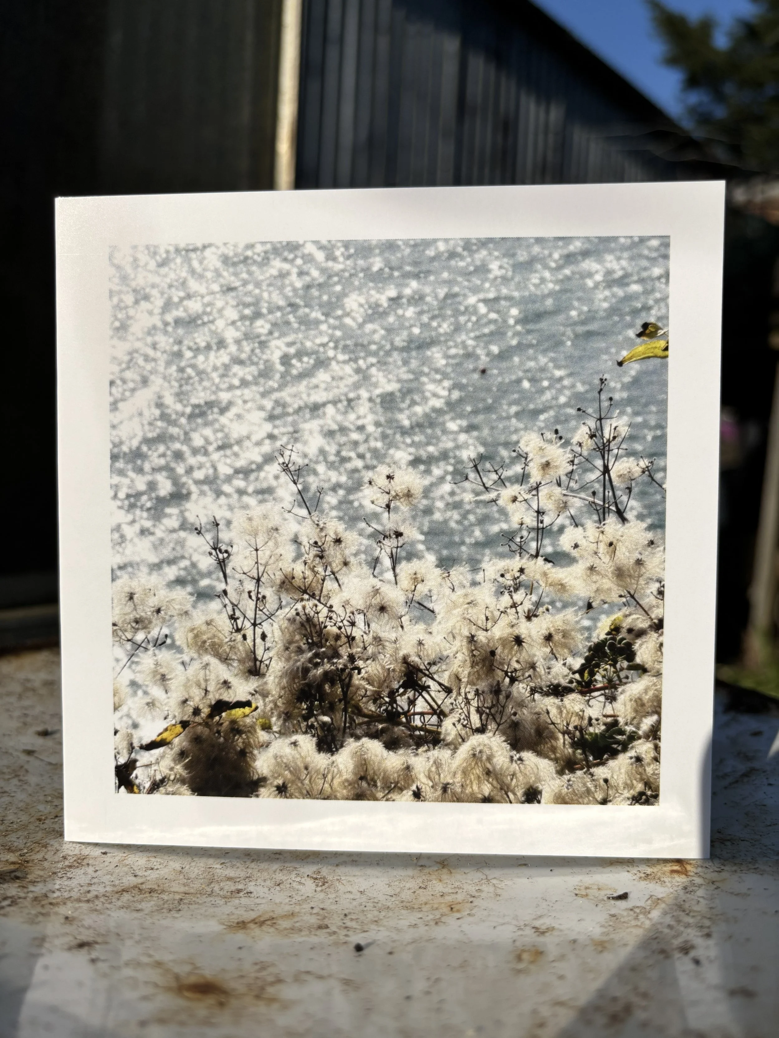 'OLD MAN'S BEARD' Greetings Card