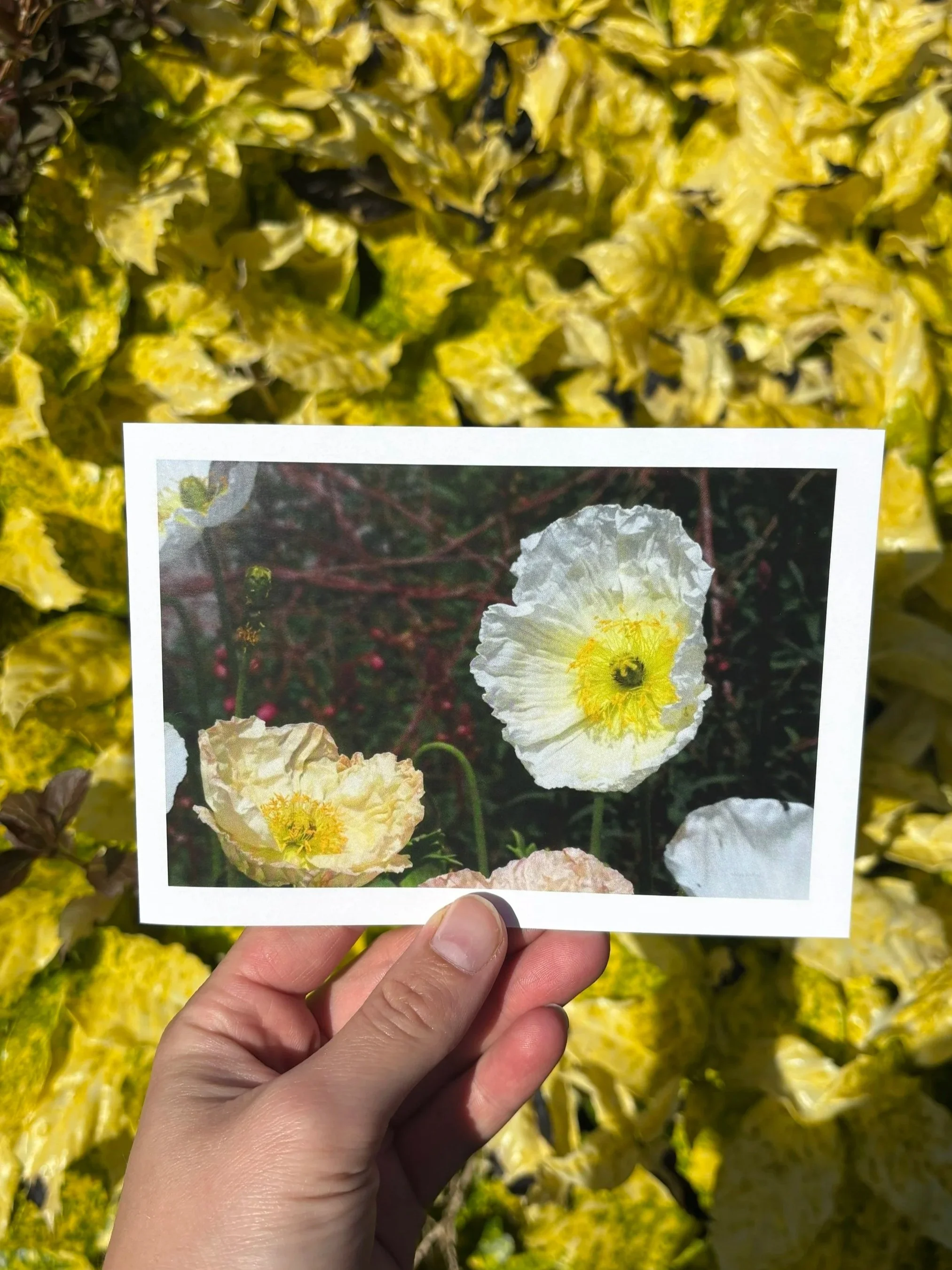 'TISSUE' Greetings Card