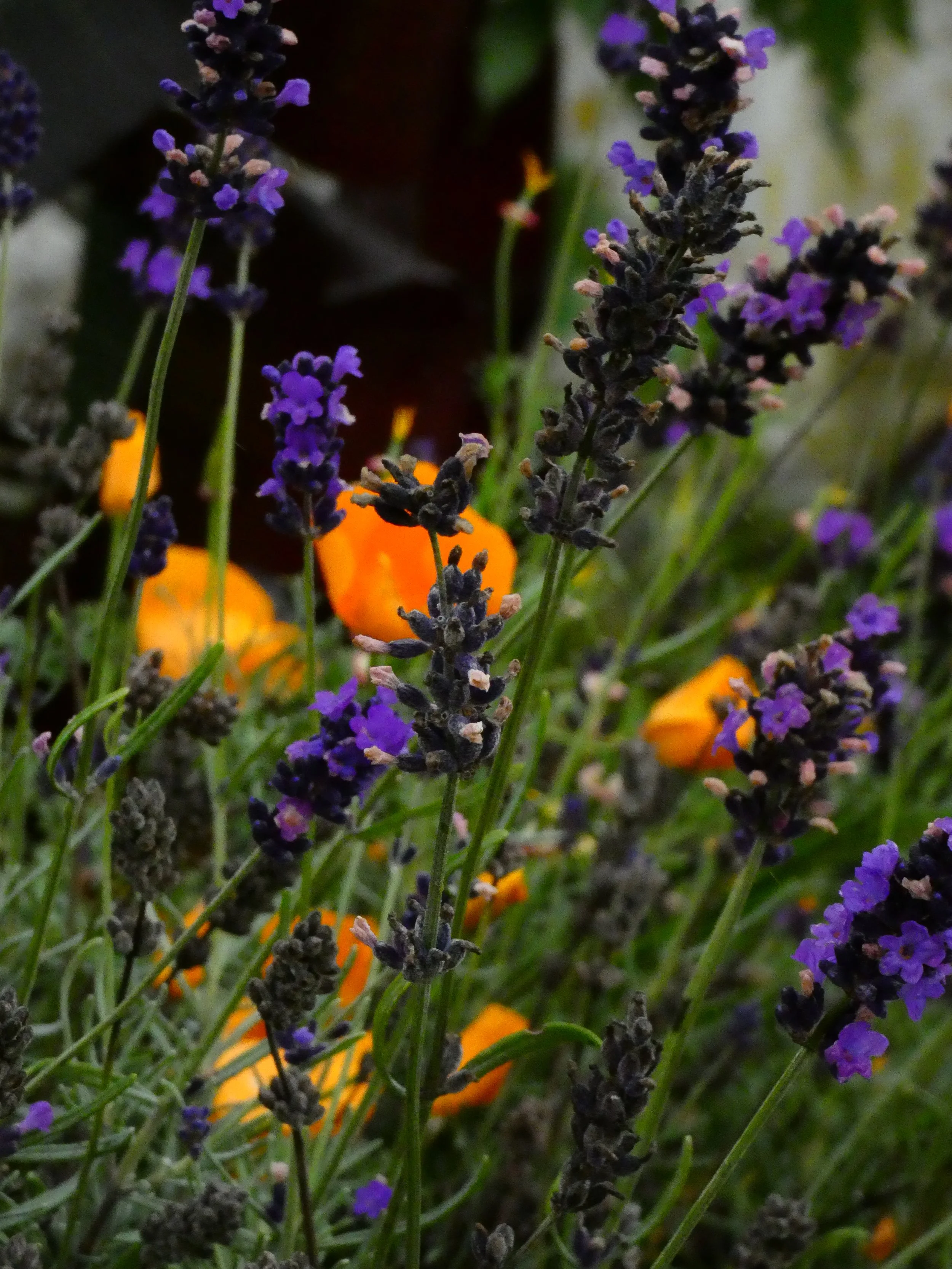 Close-up of purple lavender flowers with green stems and background of orange flowers.