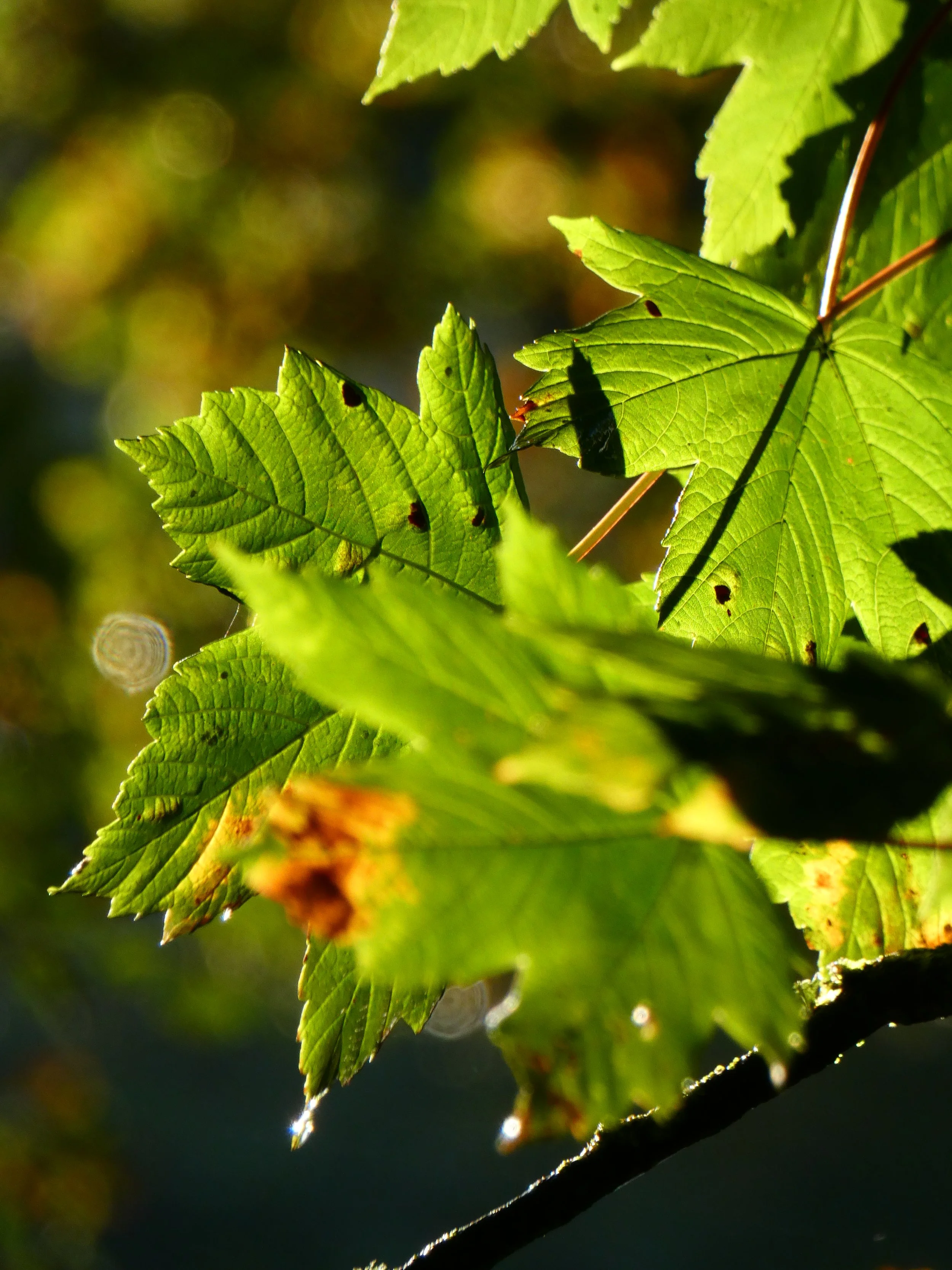 Close-up of green maple leaves with some brown spots, backlit by sunlight, with a blurred background.