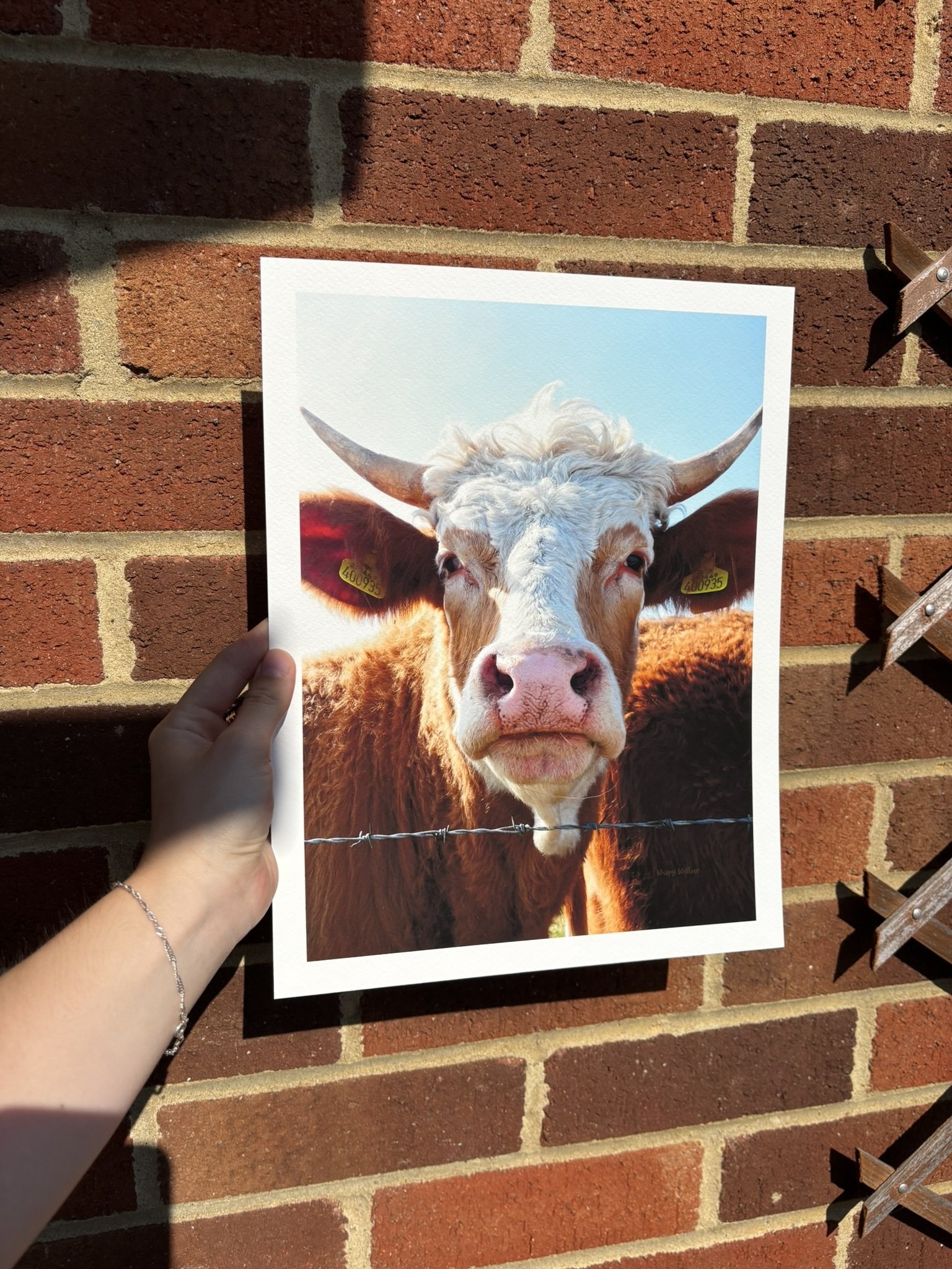 'COW' Fine Art Print