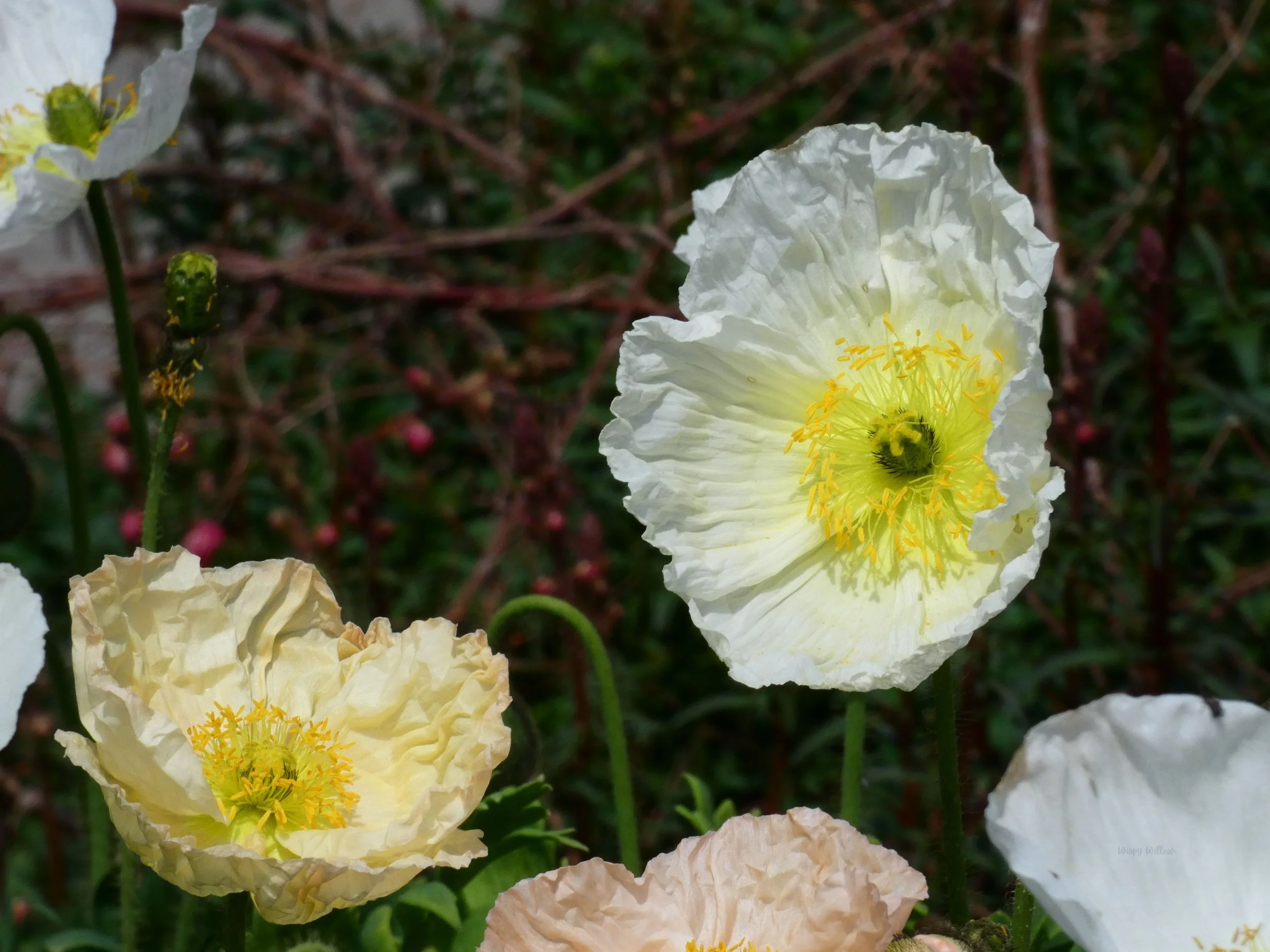 Close-up of white and pale yellow poppy flowers with yellow stamens, set against green foliage and brown stems.