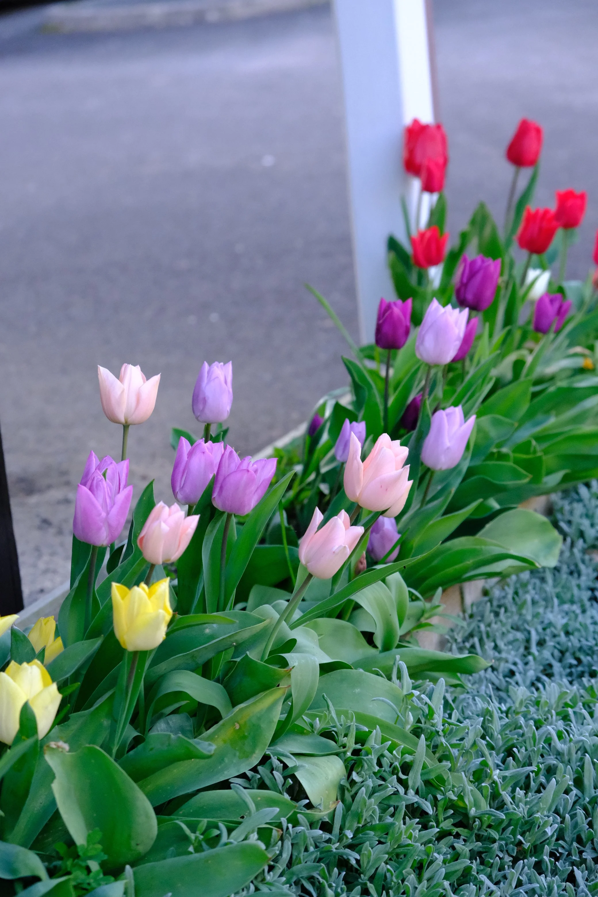 Colorful tulips in pink, purple, red, and yellow grow in a garden bed with greenery, in front of a sidewalk and a building.