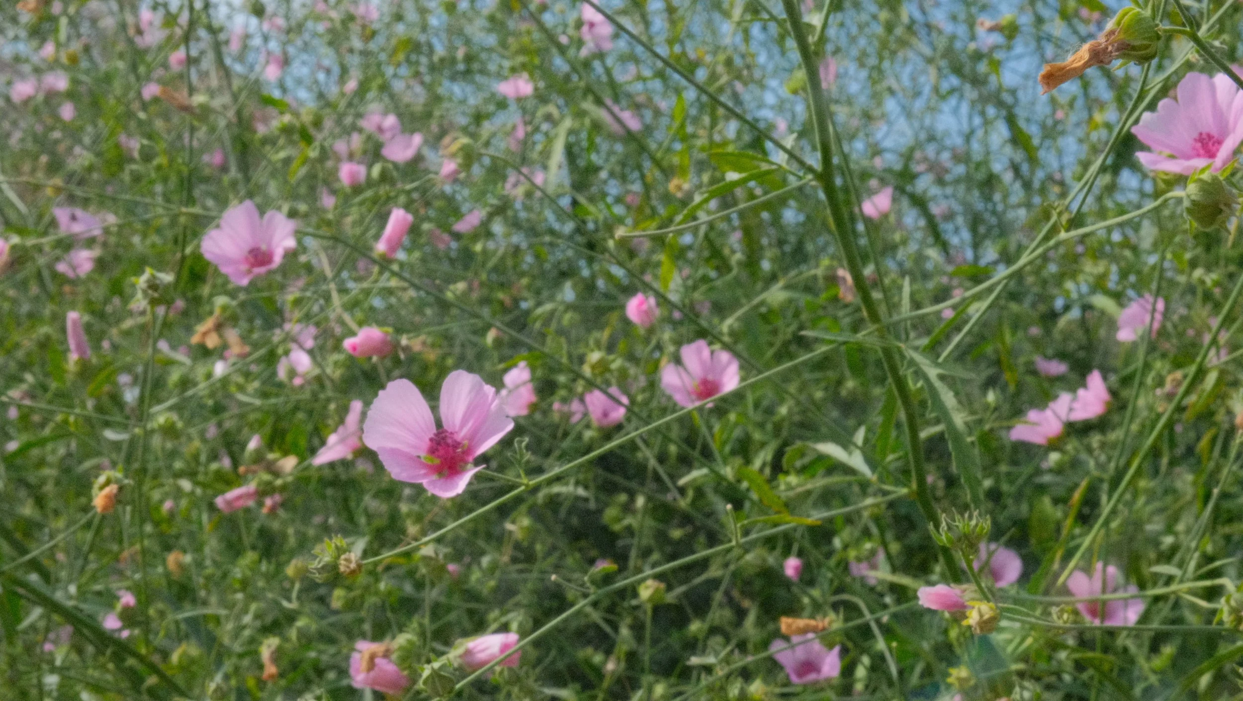 Pink wildflowers with green stems and leaves against a blue sky.