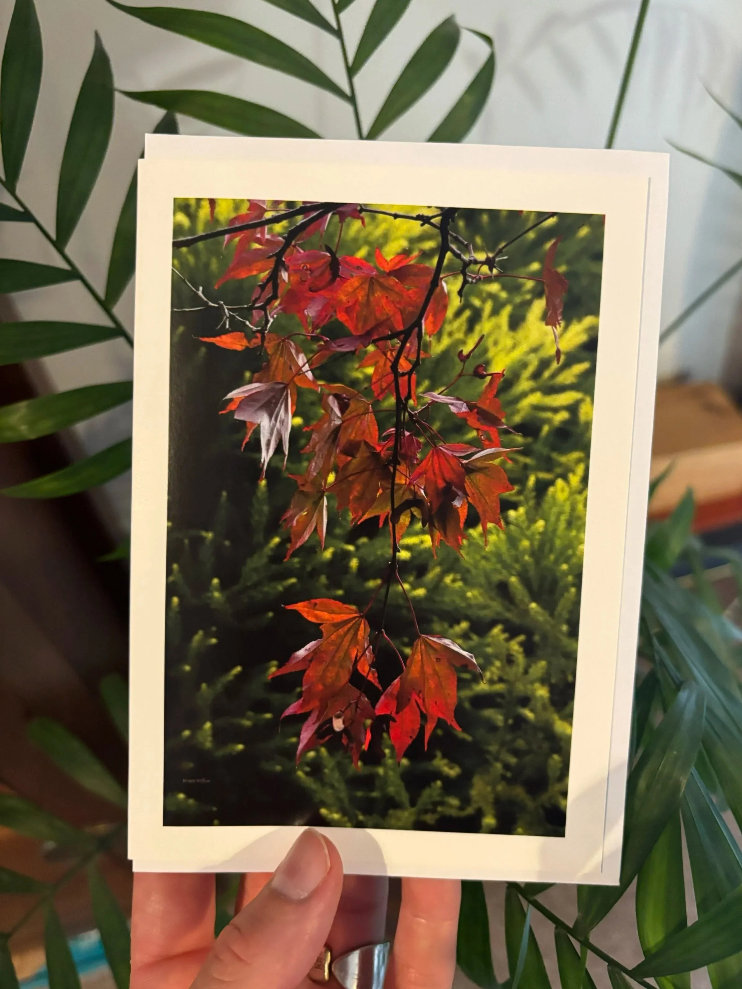 'A WISP' Greetings Card
