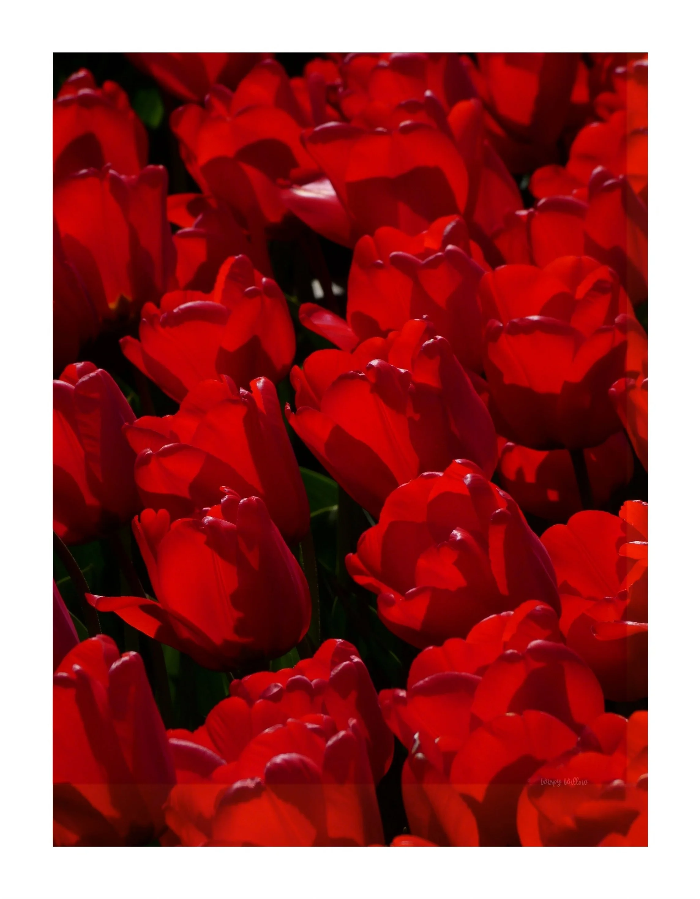 'TULIPS'.jpg