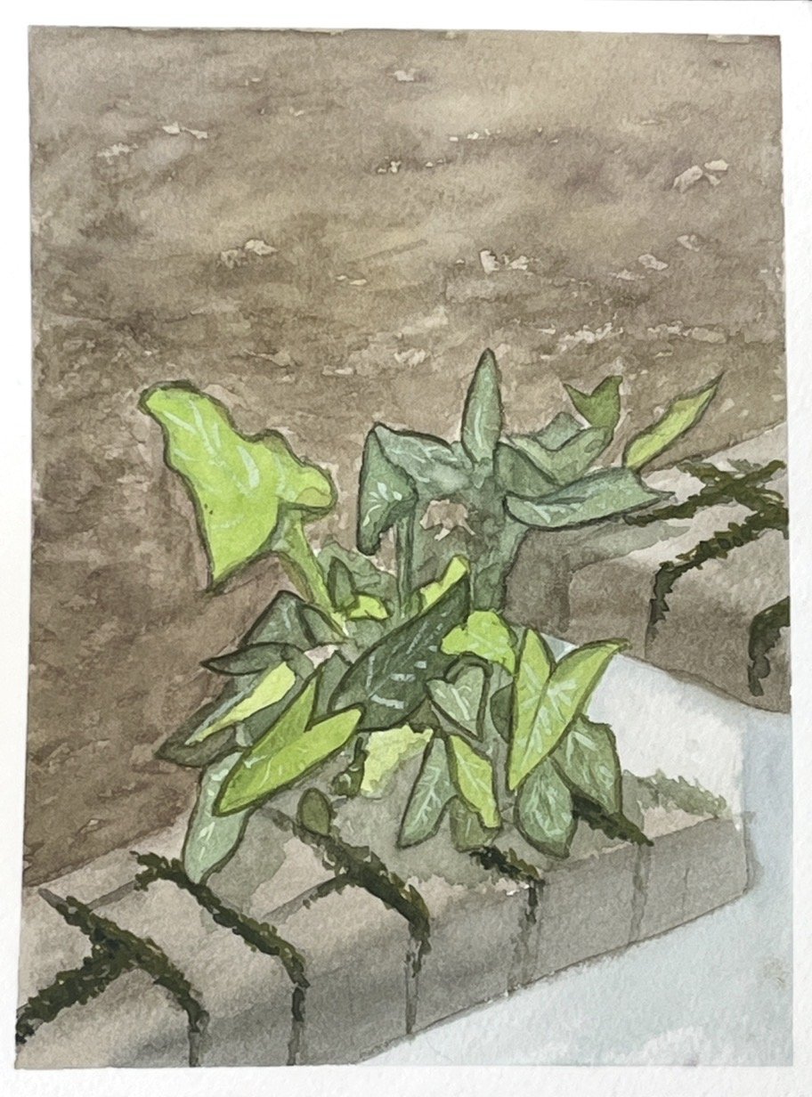 Plants on a wall.jpeg