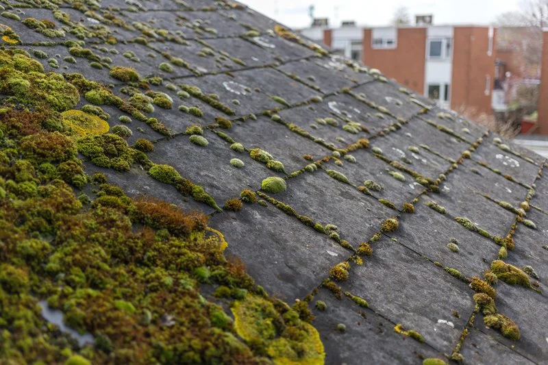 Close-up of a moss-covered roof with shingles, showing patches of green moss growing on the dark gray slate tiles.