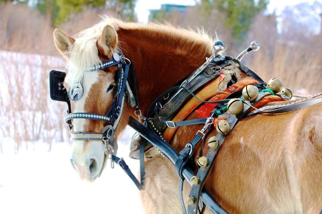 Sleigh Rides Open 12/24/19