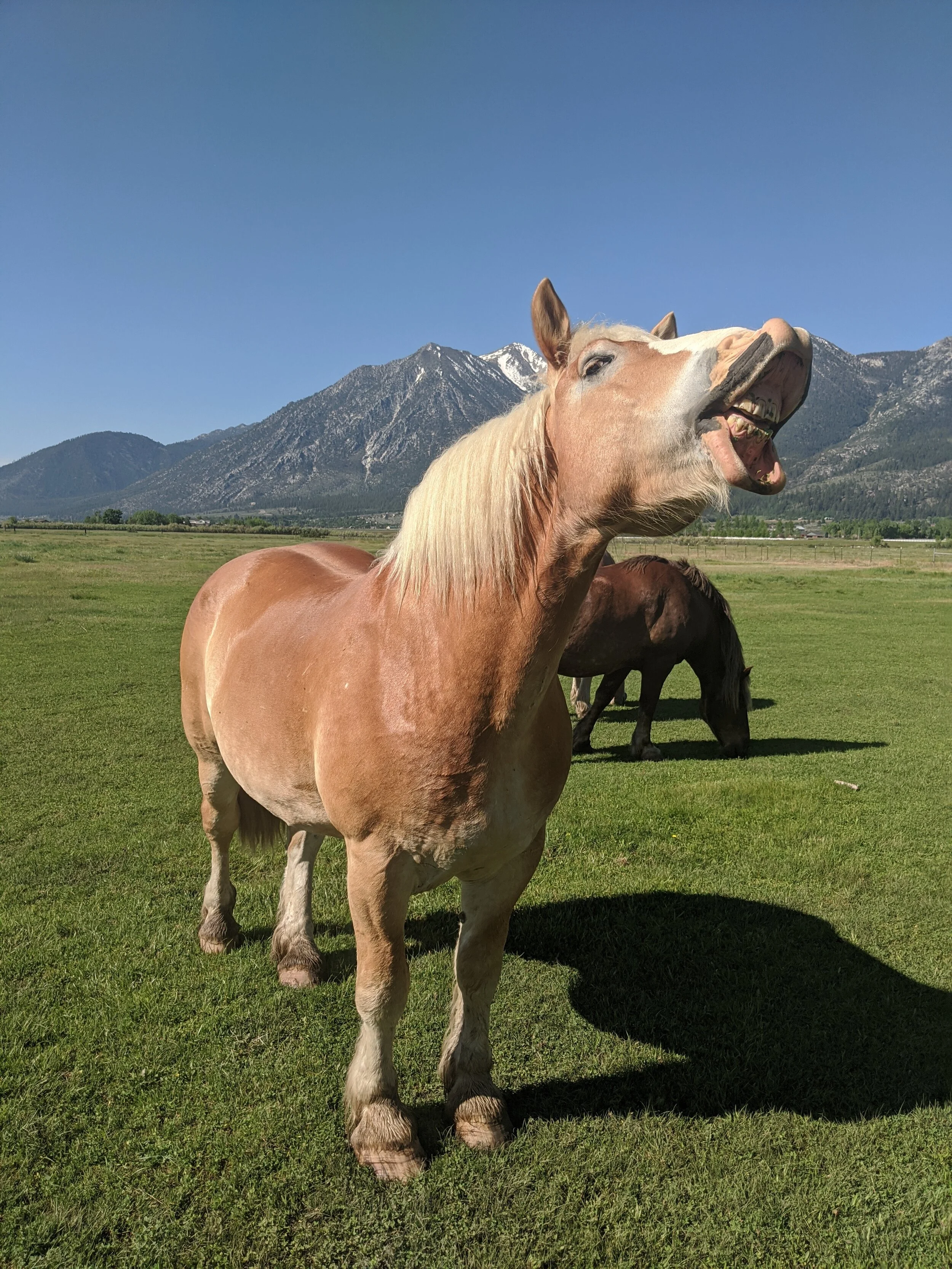 Carriage Rides Opening Soon