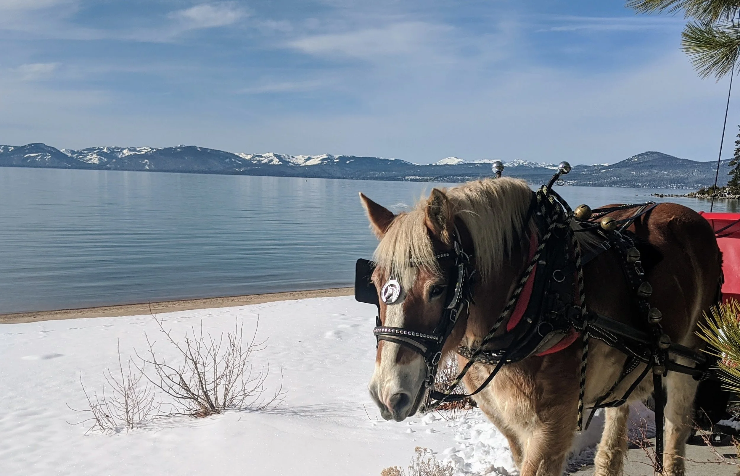 Sand Harbor Sleigh Rides