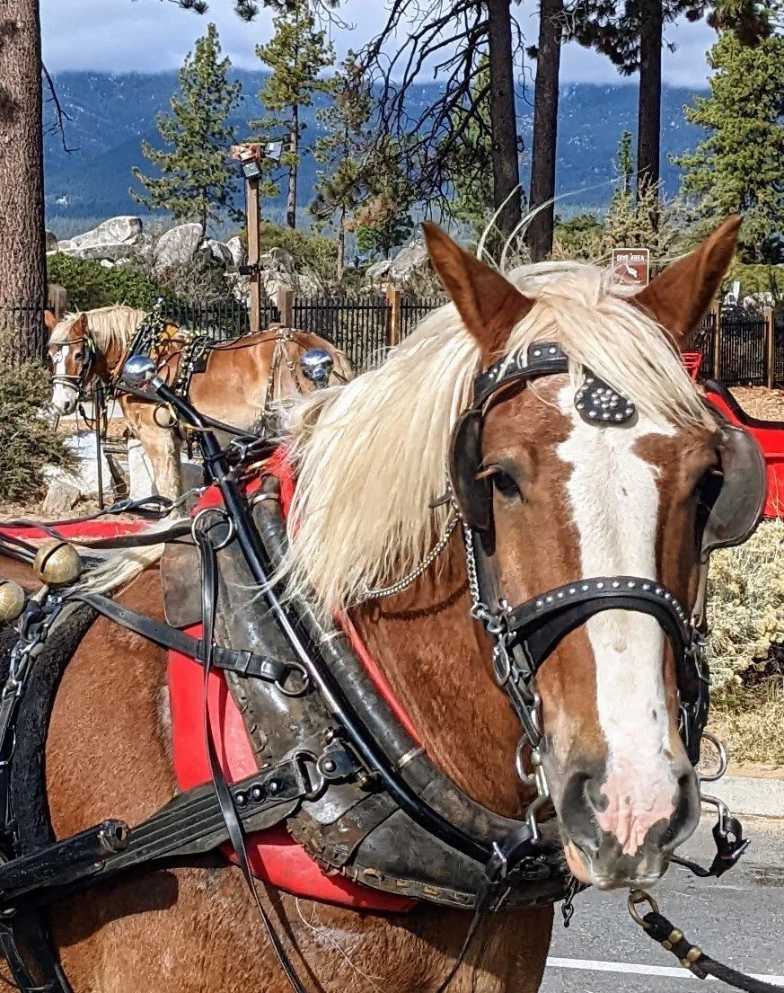 End of the Season Schedule