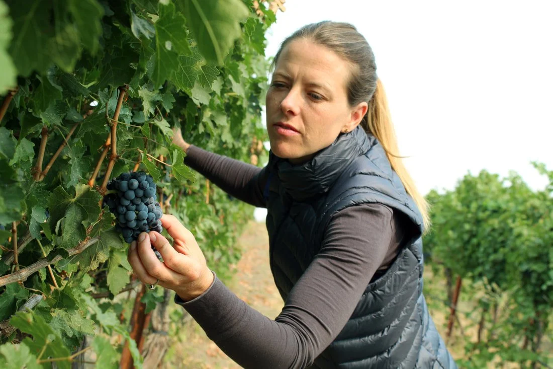 Ashley Trout harvesting dark purple grapes in a vineyard in the Walla Walla Valley.