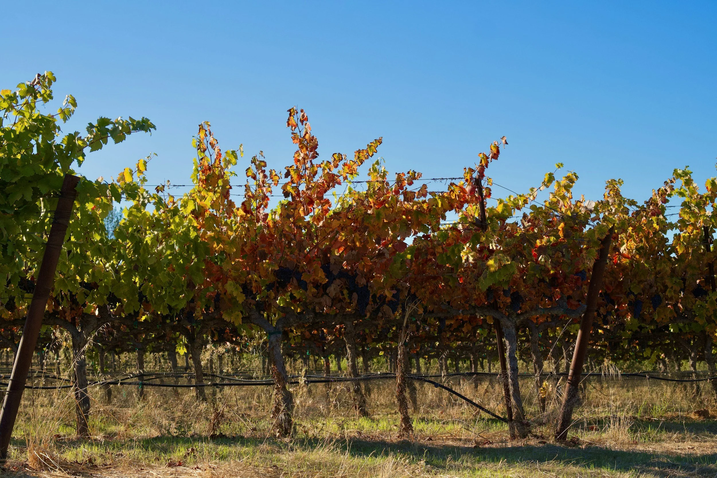Fall Guide to the Walla Walla Valley