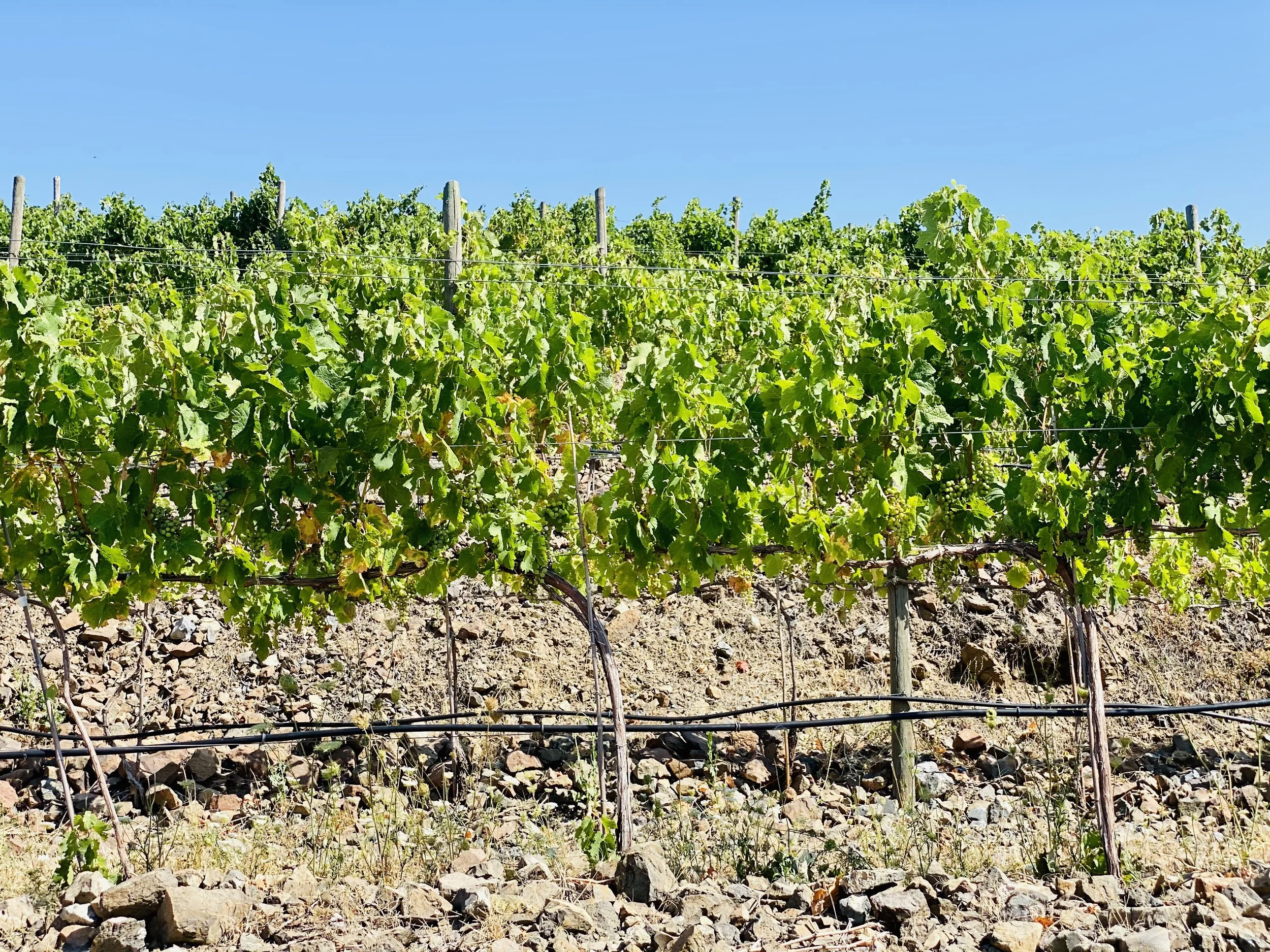 Walla Walla vineyard scene with rows of grapevines supported by trellis wires under a clear blue sky.