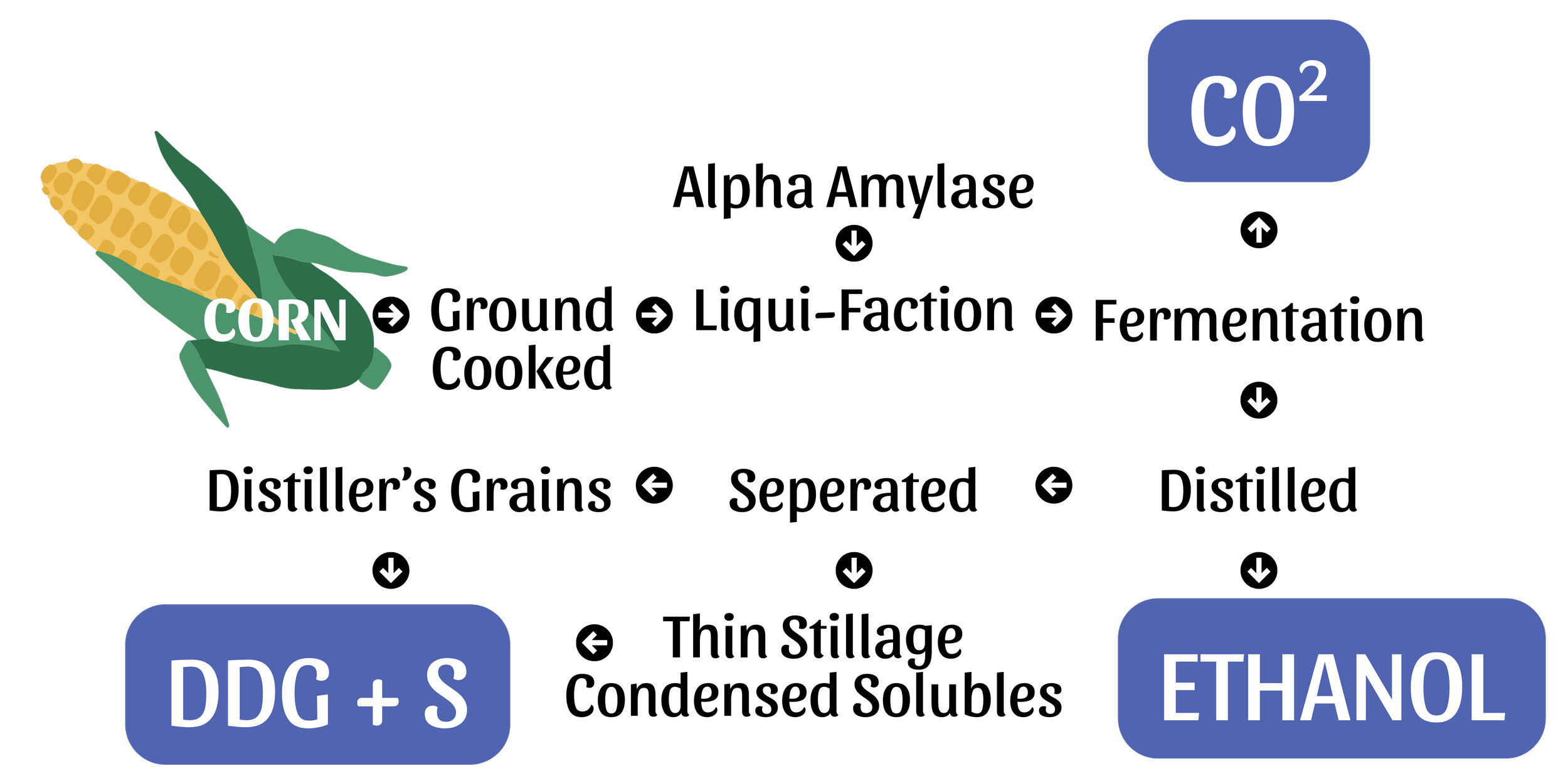 Illustration of the process of converting corn into ethanol fuel, including steps such as dry milling, fermentation, and distillation.