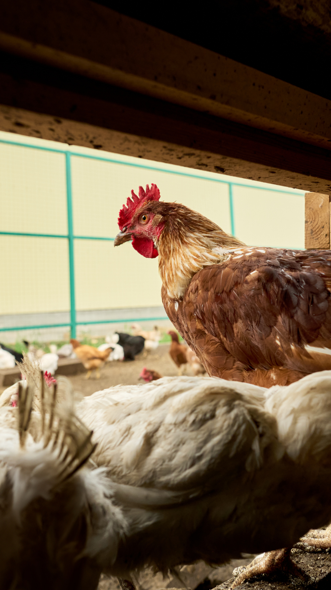 A close-up of a brown rooster inside a chicken coop, with a group of white and brown chickens in the background.