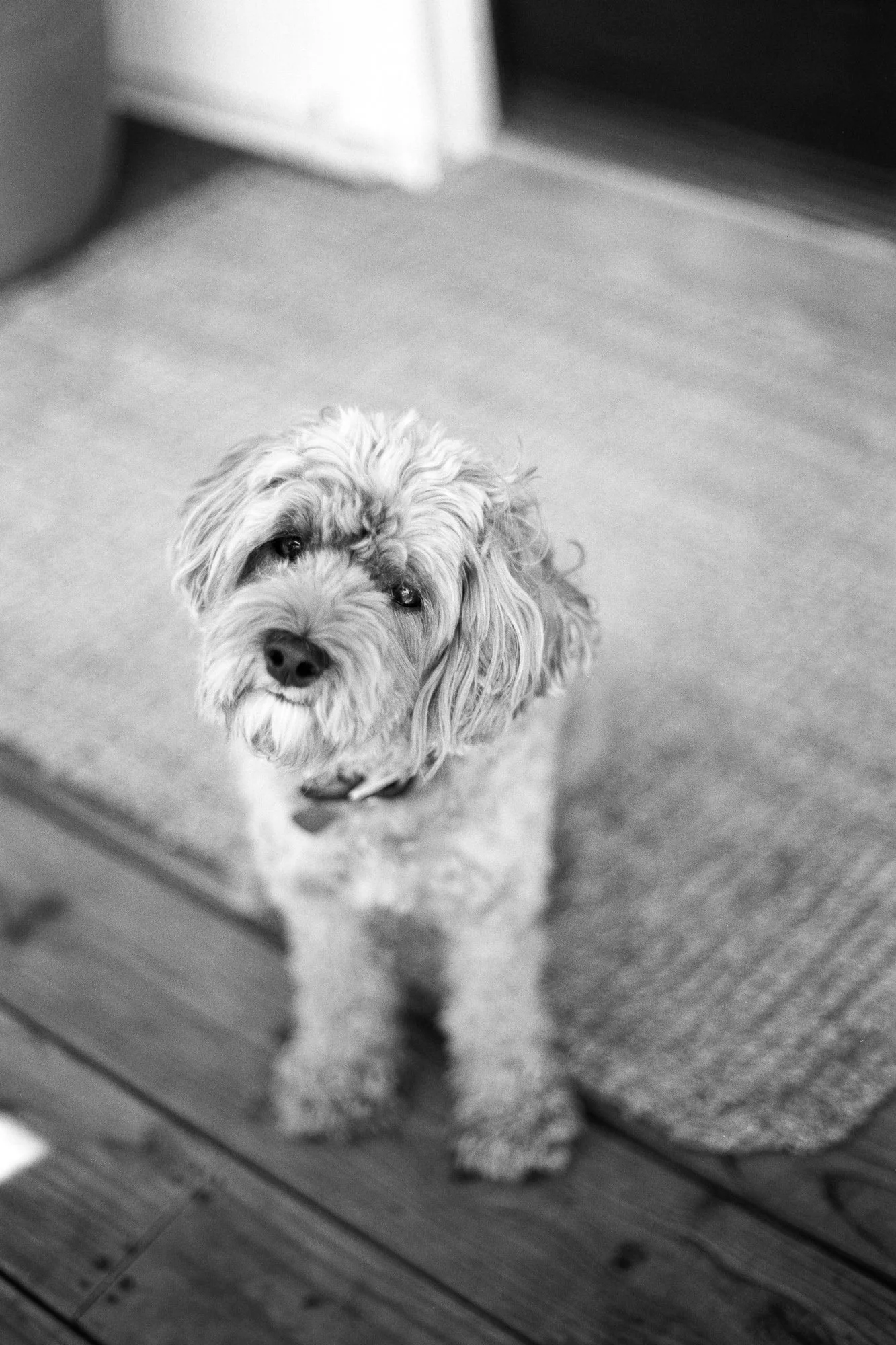 Pentax Spotmatic F - Ilford Delta 100