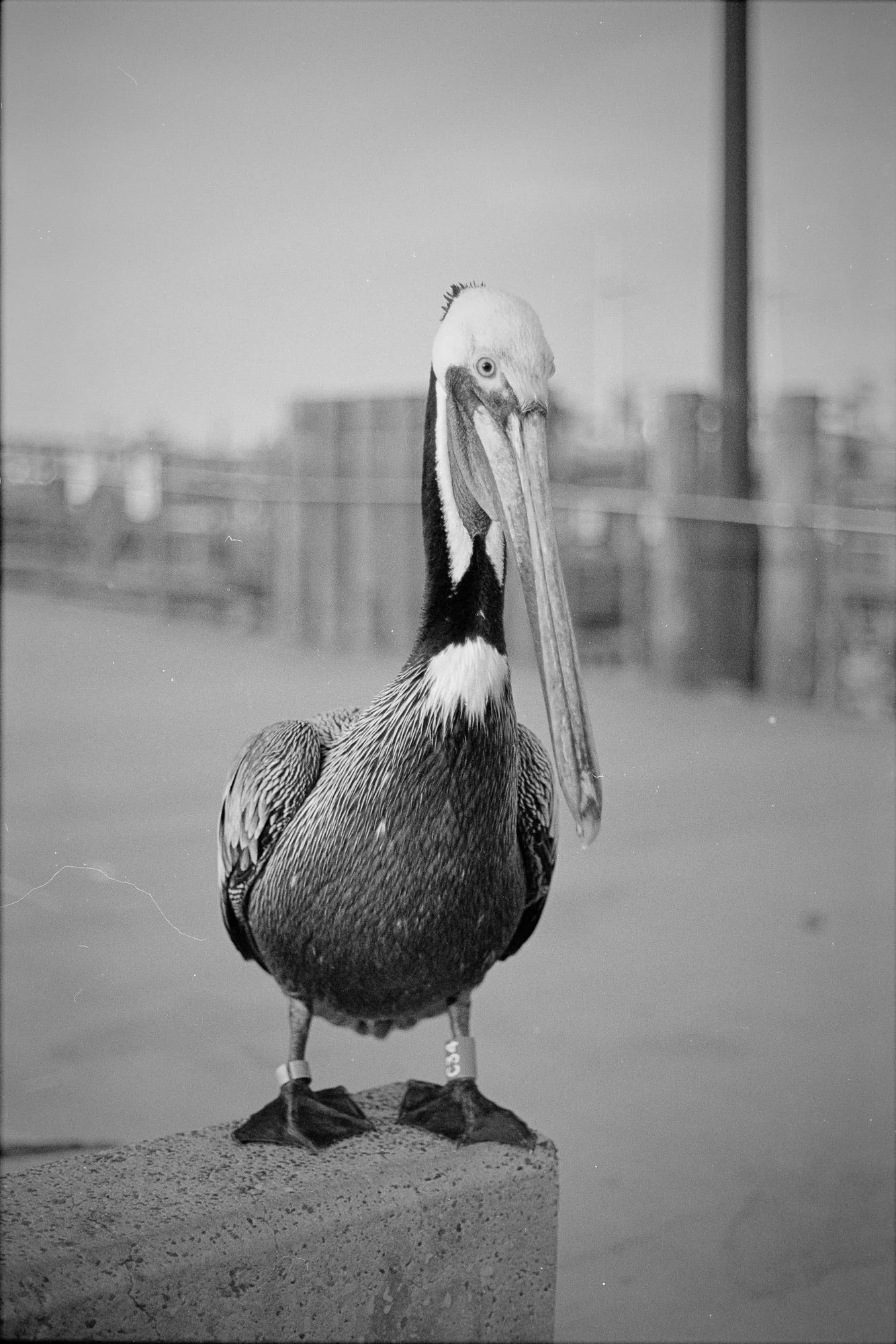 Leicaflex SL - Ilford B&amp;W