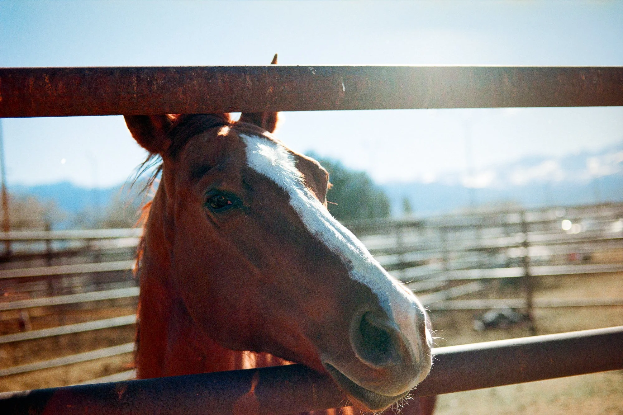Nikon F2 - Kodak Gold 200