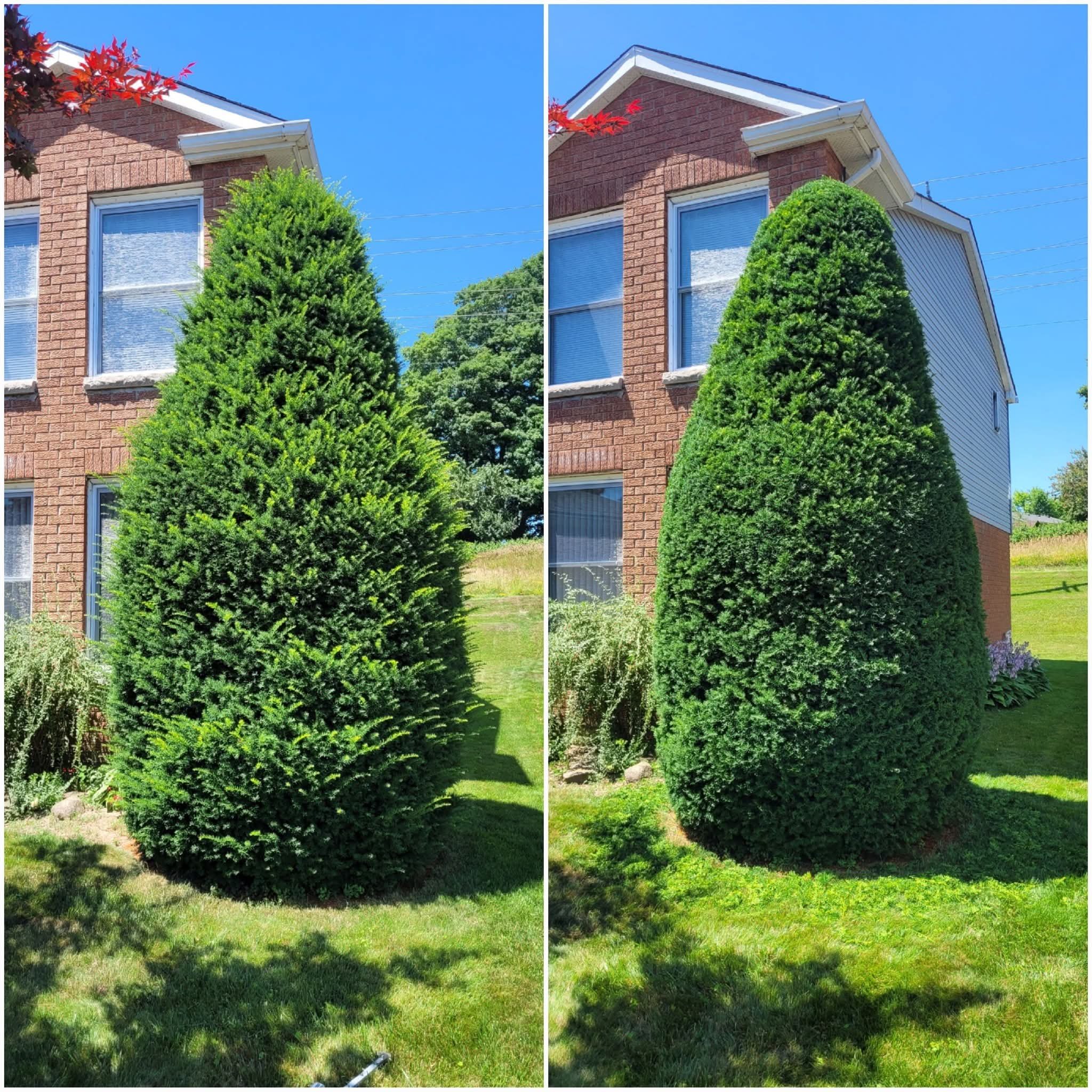 Bush Trimming in Forest Heights 