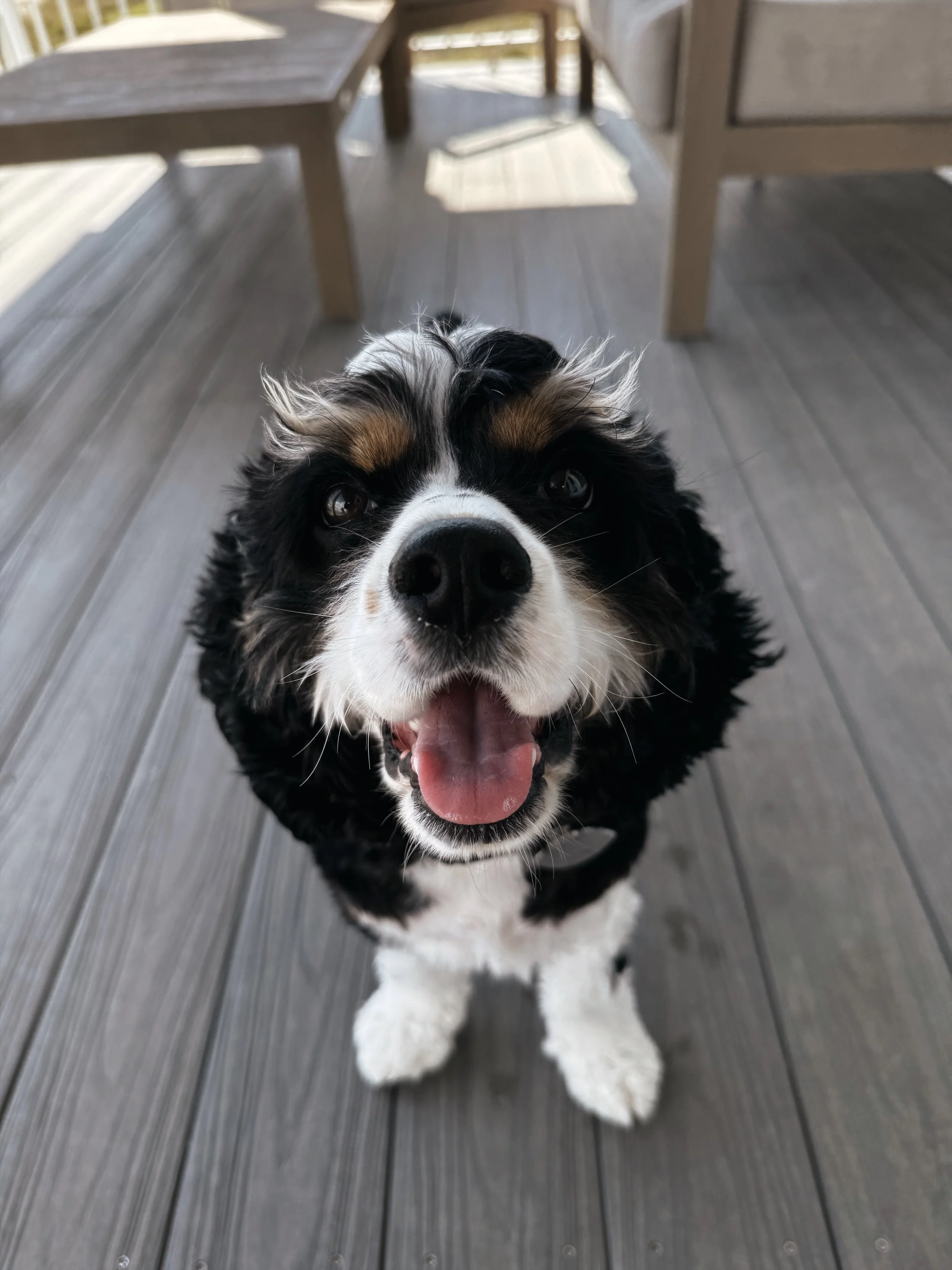 Close-up of a happy cocker spaniel puppy with its tongue out, sitting on a wooden deck.