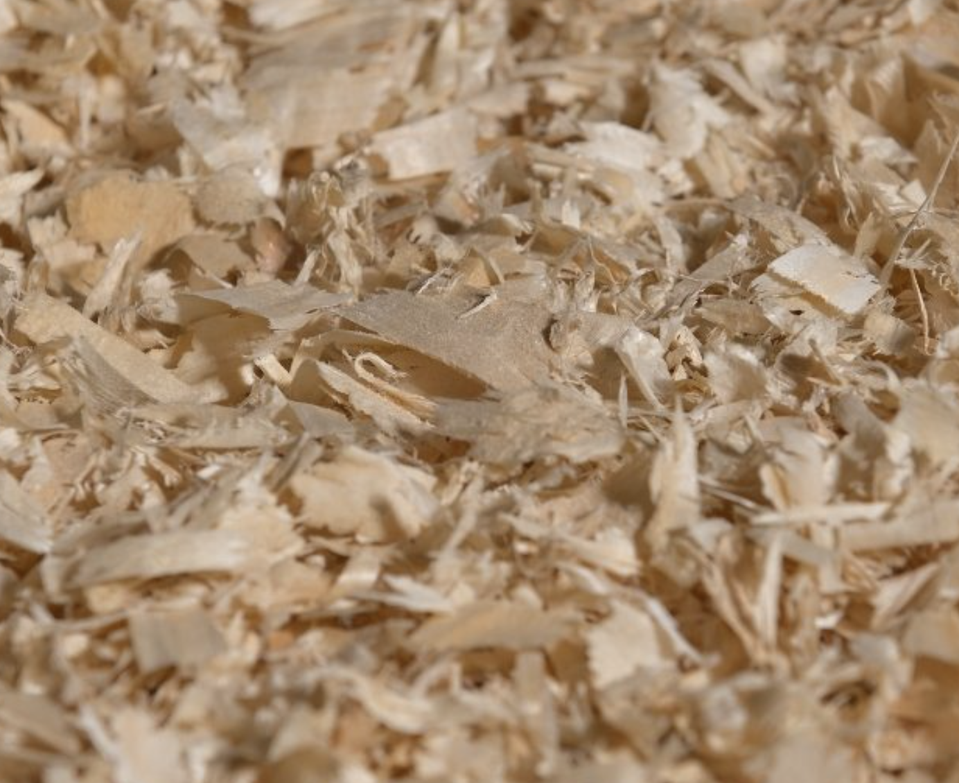Wood Shavings