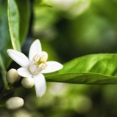 Orange Blossom