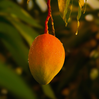 Mango Bay