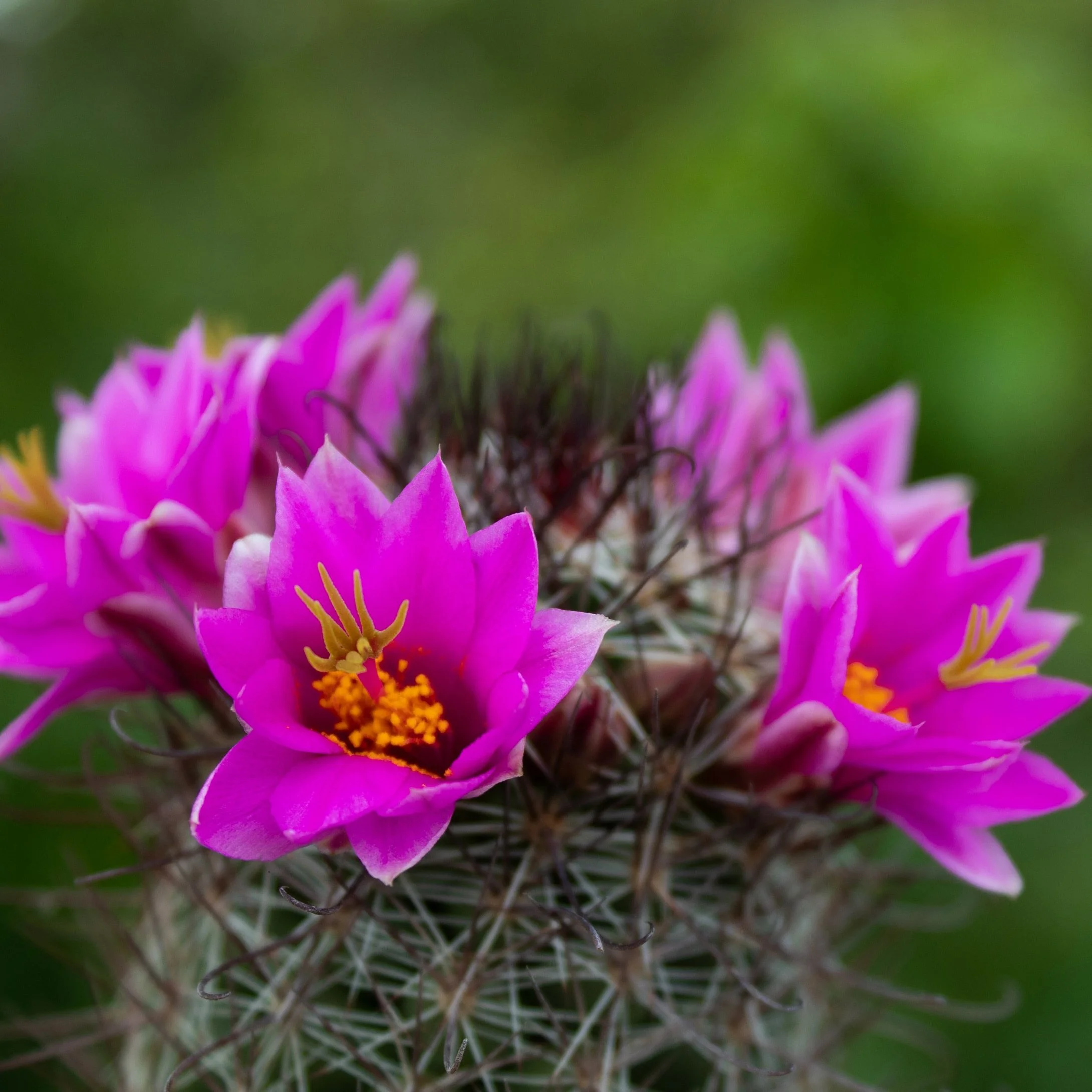 Cactus Flower